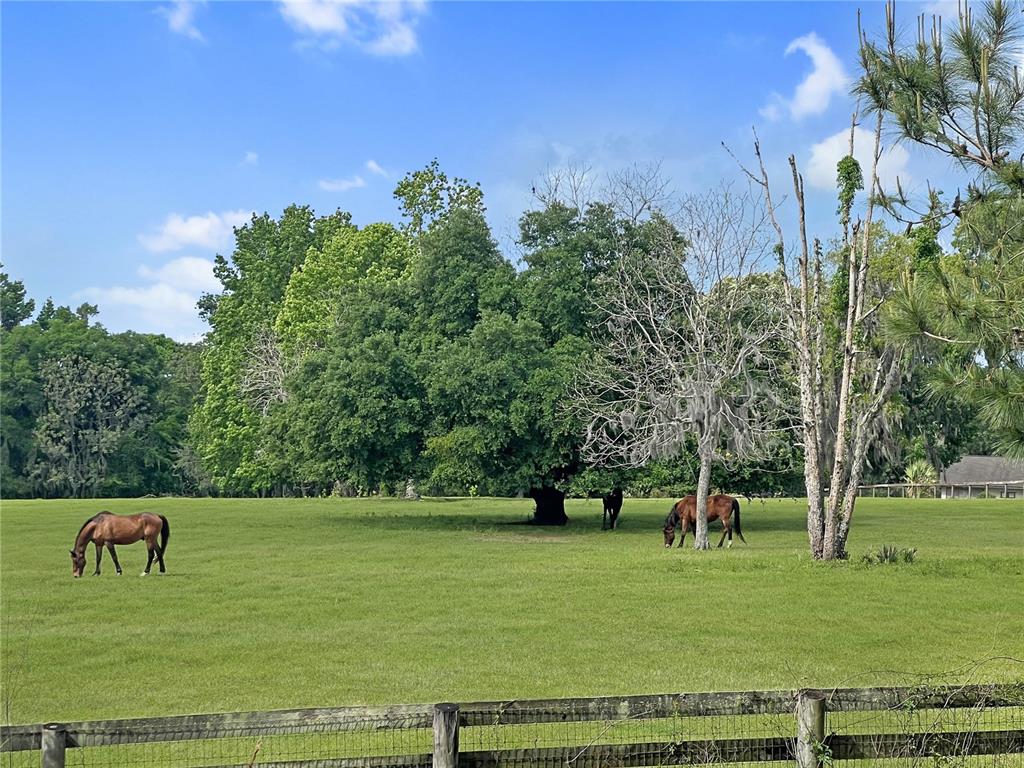 5378 West Highway 329 Reddick, FL 32686 - Photo 2 of 7 a view of a park