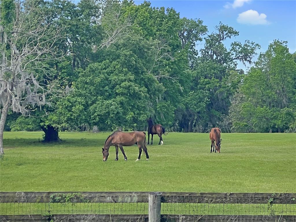 5378 West Highway 329 Reddick, FL 32686 - Photo 5 of 7 a view of three park