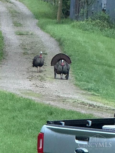 5856 Blue Rock Road Cincinnati, OH 45247 - Photo 44 of 51 Wild turkeys