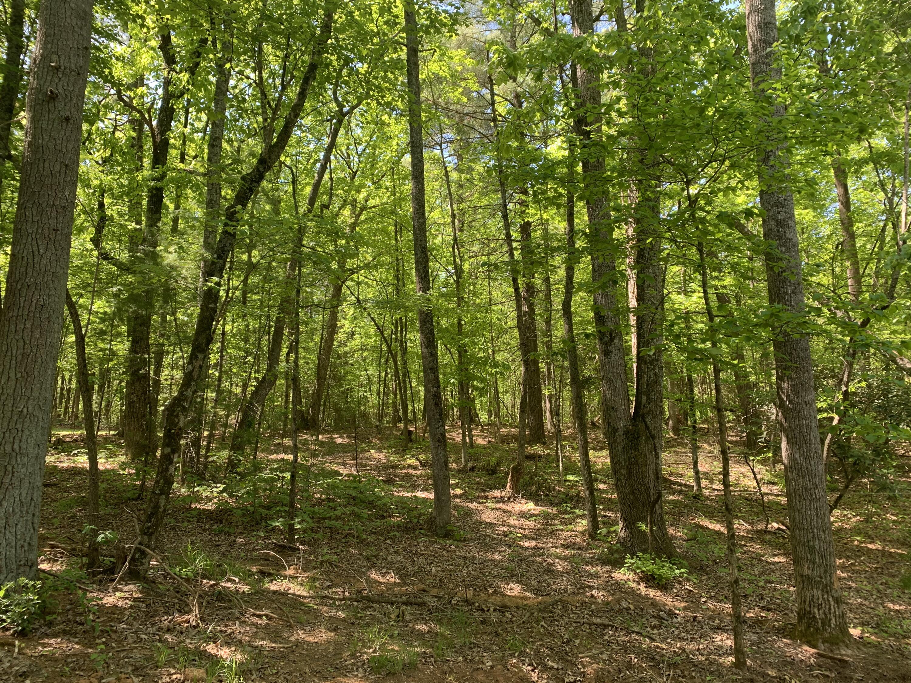 357 London Ridge Road Boones Mill, VA 24065 - Photo 23 of 28 a view of yard