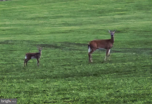 a view of yard with green space
