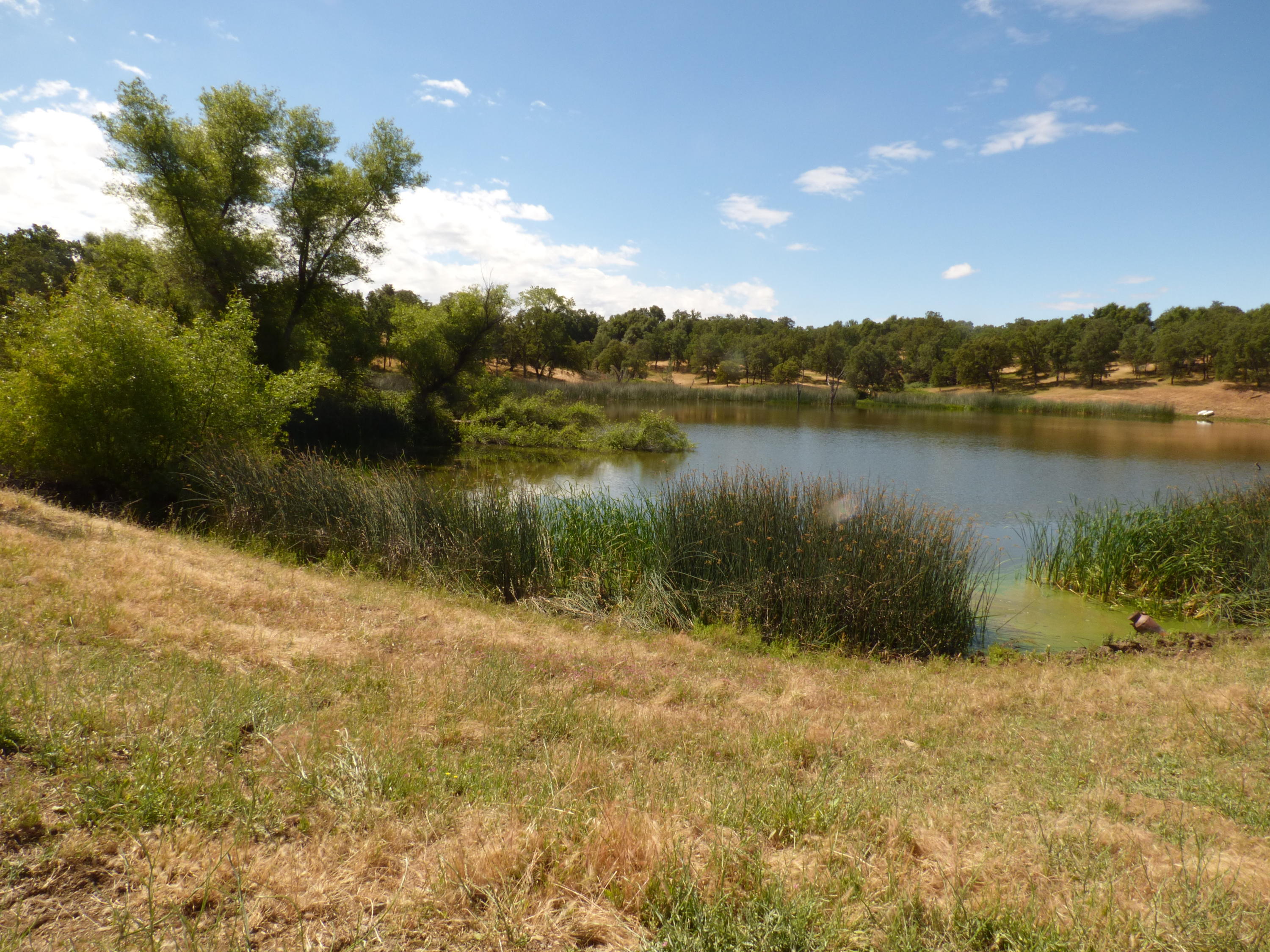 a view of a lake in middle of forest