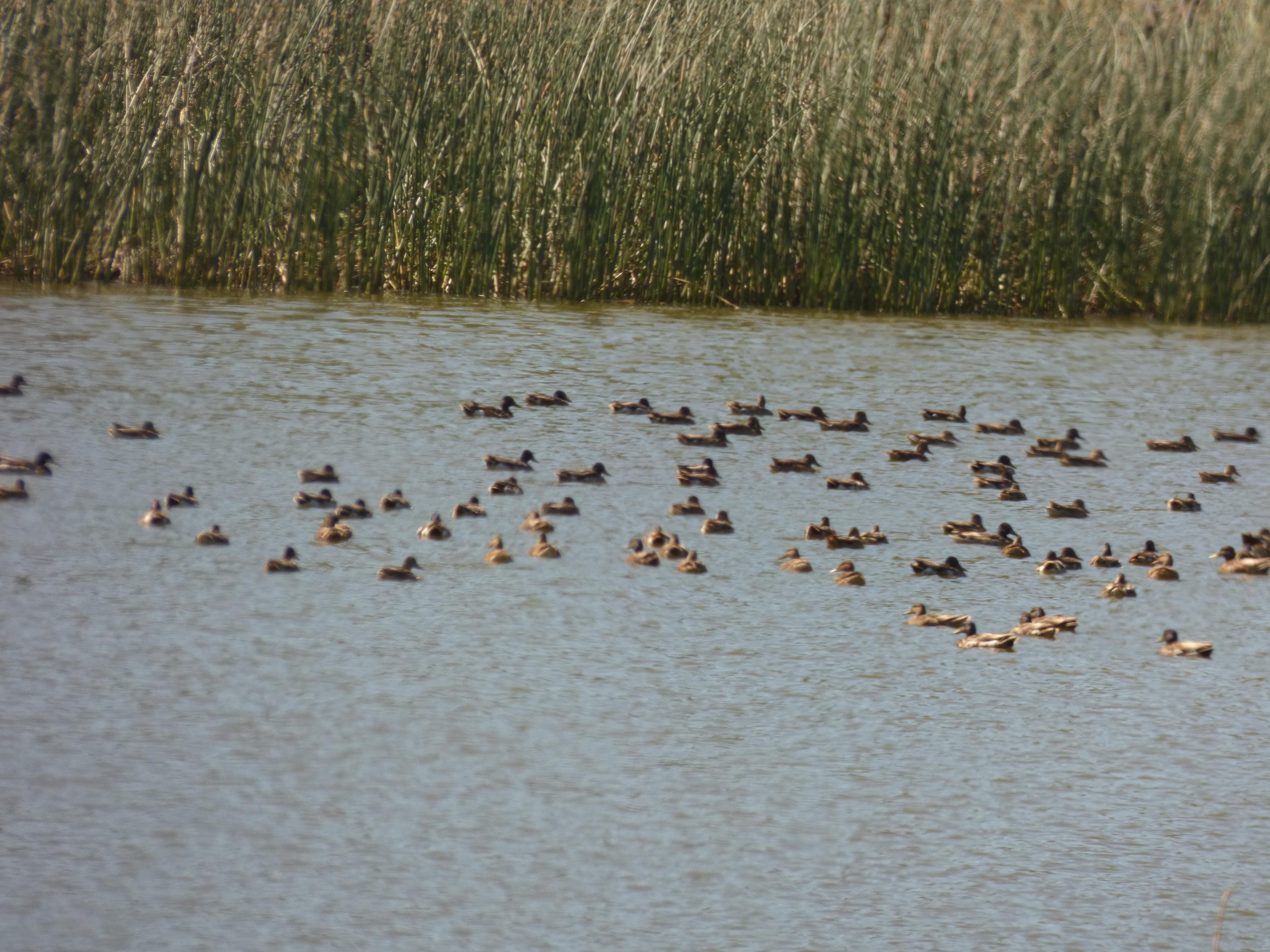 26602 Snider Ranch Road Oak Run, CA 96069 - Photo 3 of 18 a view of a dry yard