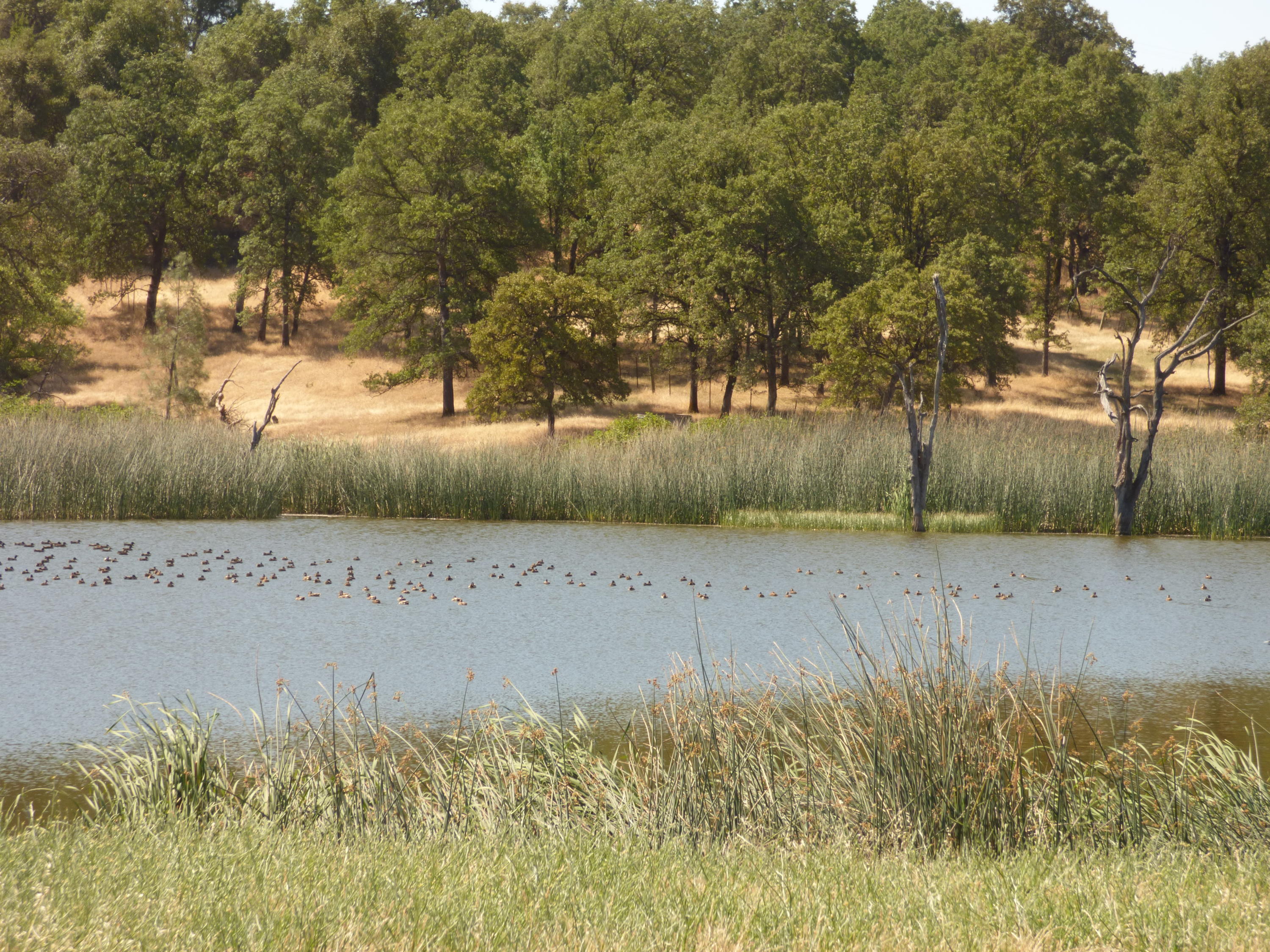 26602 Snider Ranch Road Oak Run, CA 96069 - Photo 7 of 18 a view of yard with green space