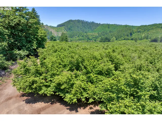a view of a lush green outdoor space with a lake view