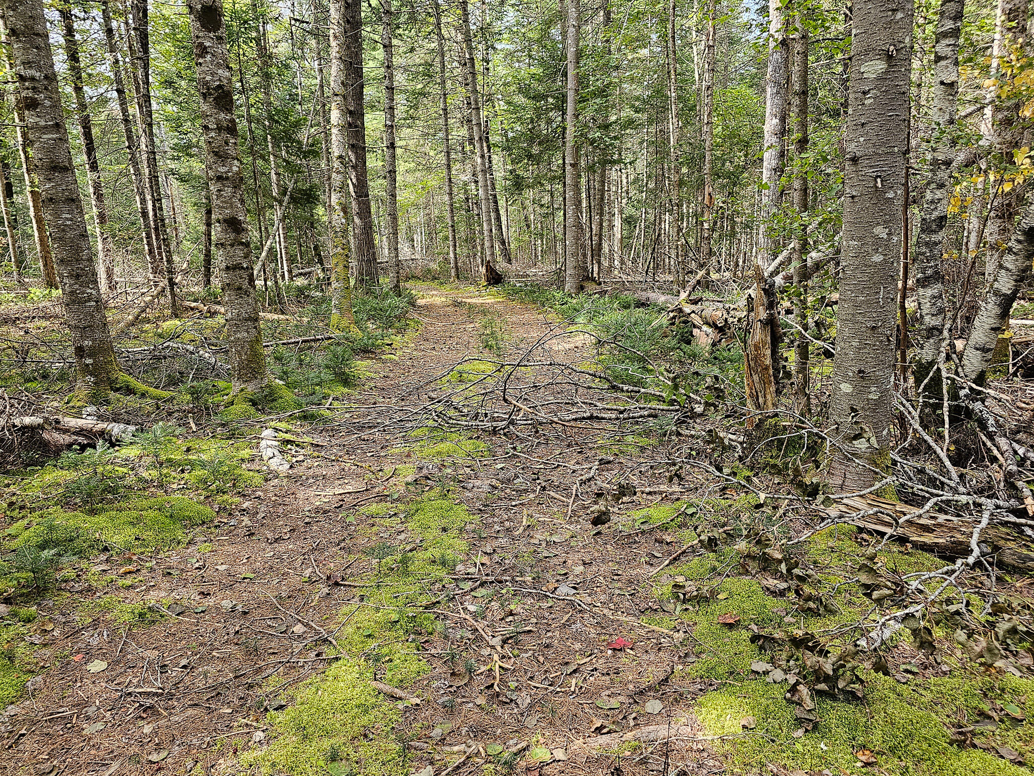 Lot 33 Off Dodlin Road Enfield, ME 04493 - Photo 24 of 27 20230926_122350