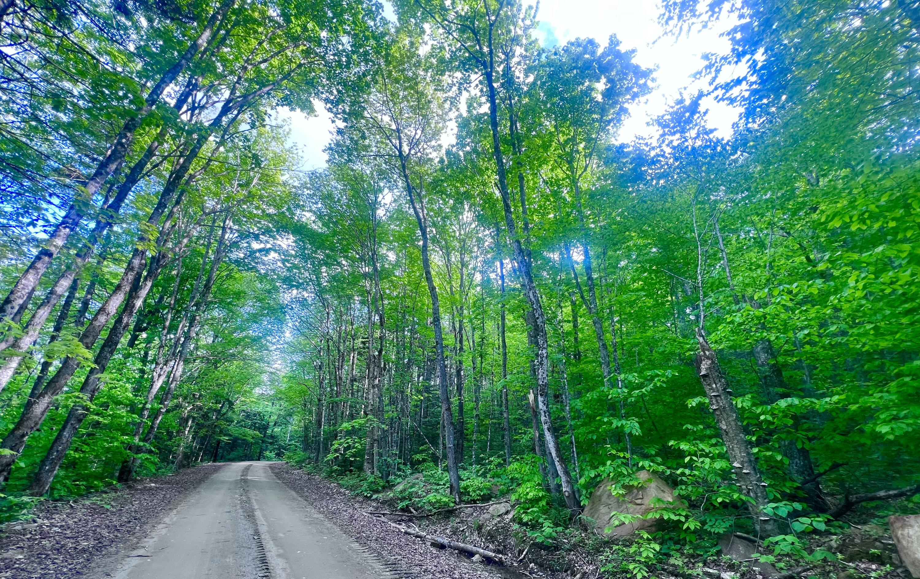 34 Edelheid Road Sandy River Plt, ME 04970 - Photo 12 of 19 Forest