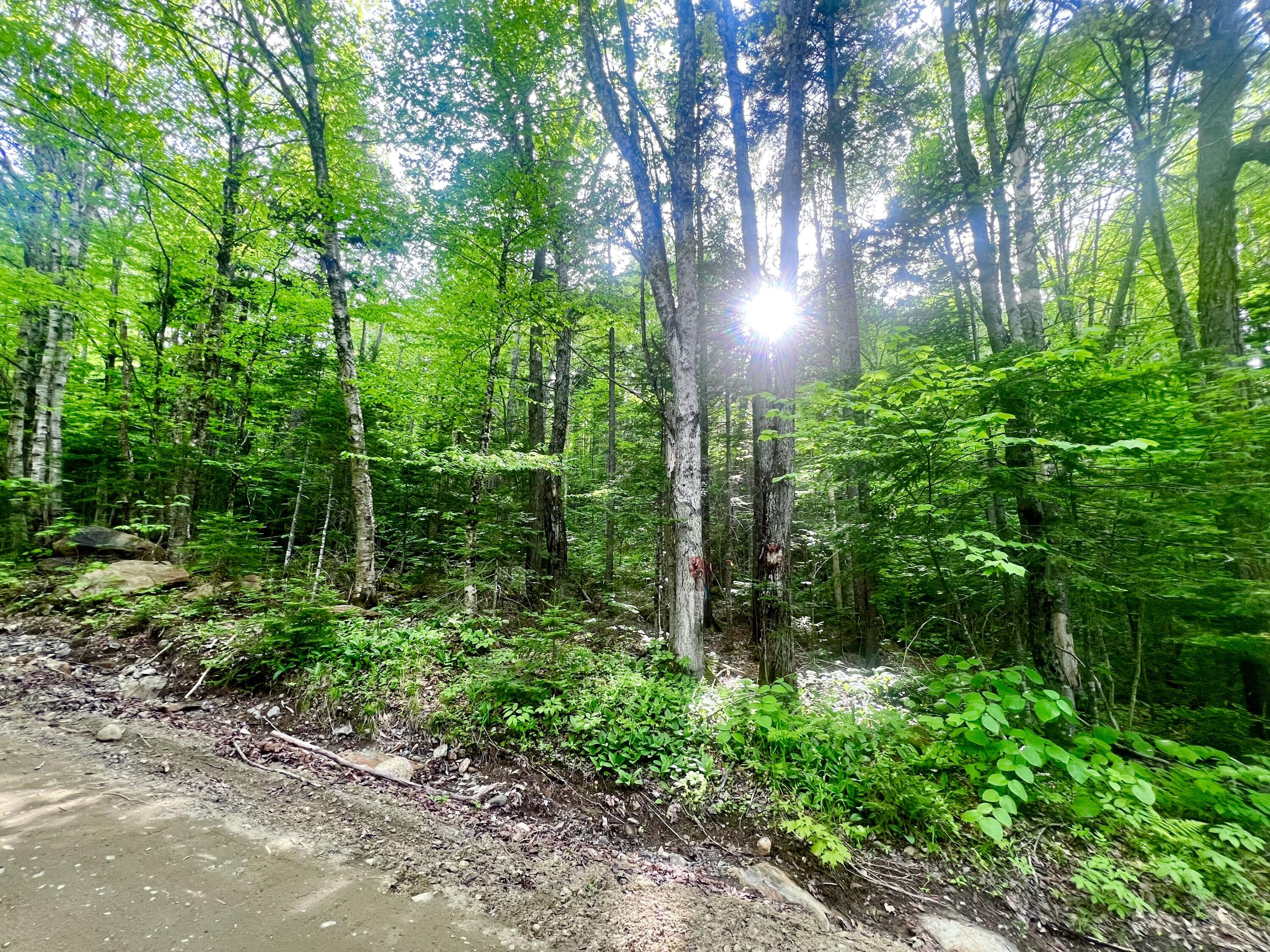 34 Edelheid Road Sandy River Plt, ME 04970 - Photo 14 of 19 Lightly Wooded