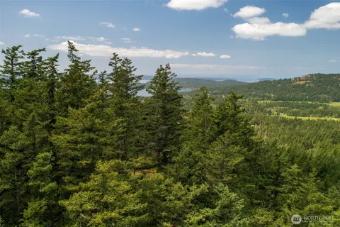 a view of a large tree with a mountain in the background