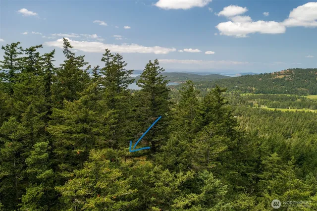 a view of a big yard with plants and trees