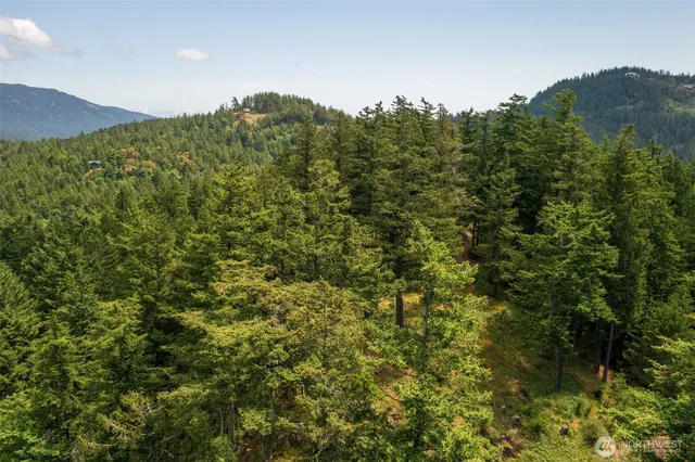 a view of a lush green forest with a house