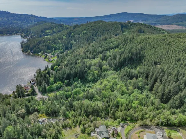 a view of a forest with a street