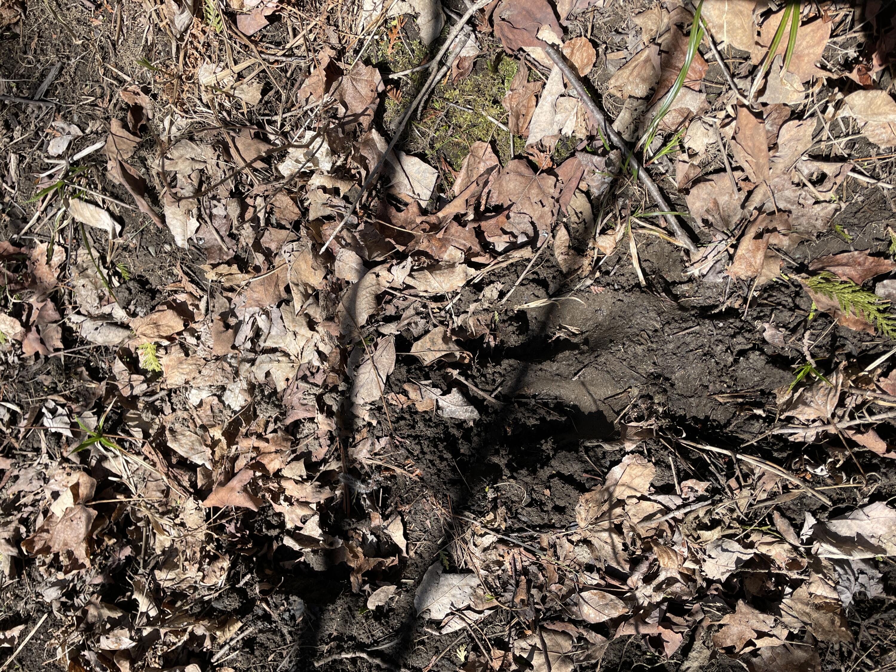 Lot 3 Rt 16 Moscow, ME 04920 - Photo 16 of 18 IMG_3262