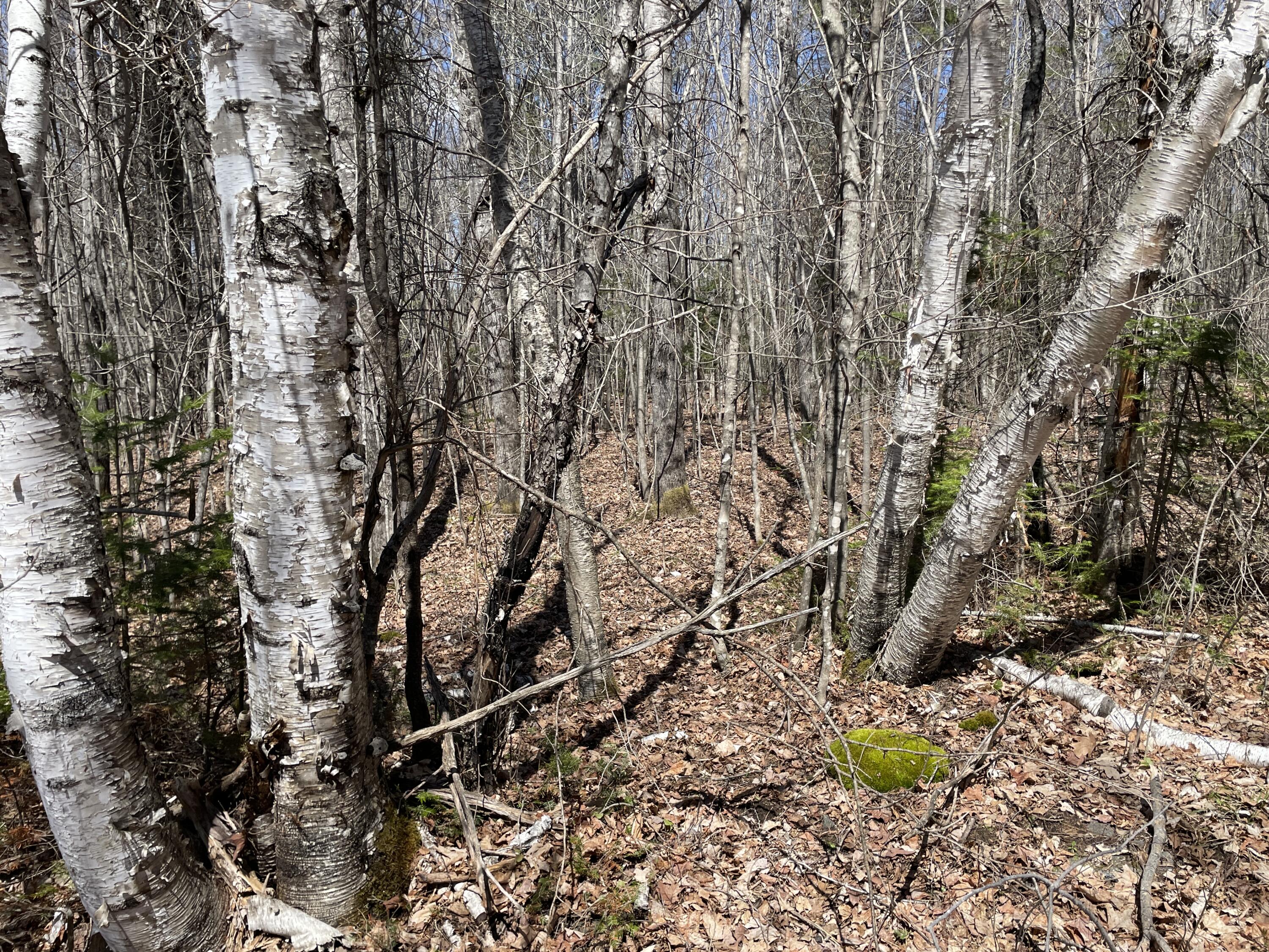 Lot 3 Rt 16 Moscow, ME 04920 - Photo 9 of 18 IMG_3202