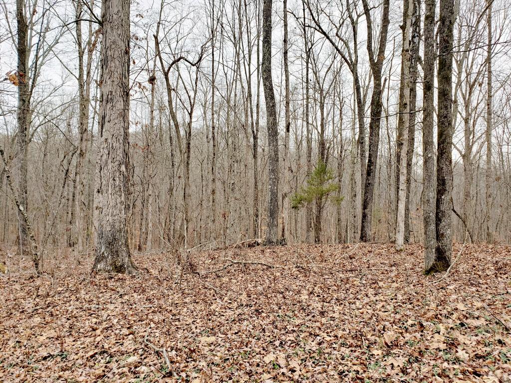 305 Pickle Road Ten Mile, TN 37880 - Photo 36 of 40 20200122_112420