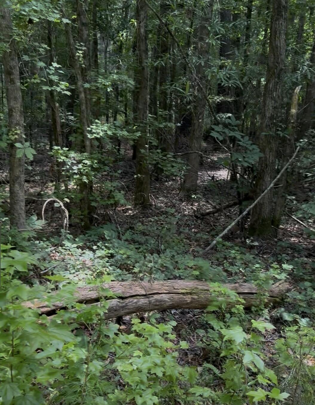 0 Walker Road McCormick, SC 29835 - Photo 2 of 2 IMG_6533