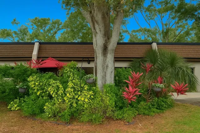 a view of a yard with plants and large trees