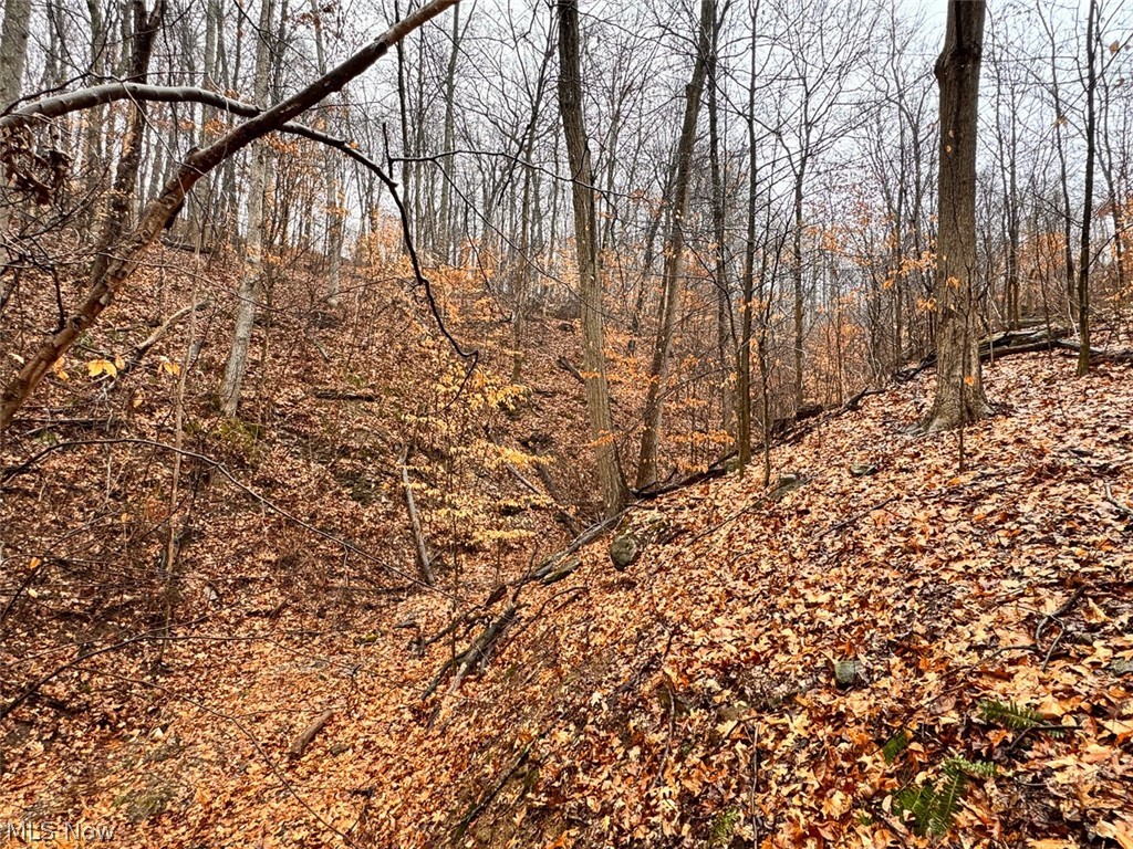 Heston Road Kimbolton, OH 43749 - Photo 10 of 31 View of local wilderness