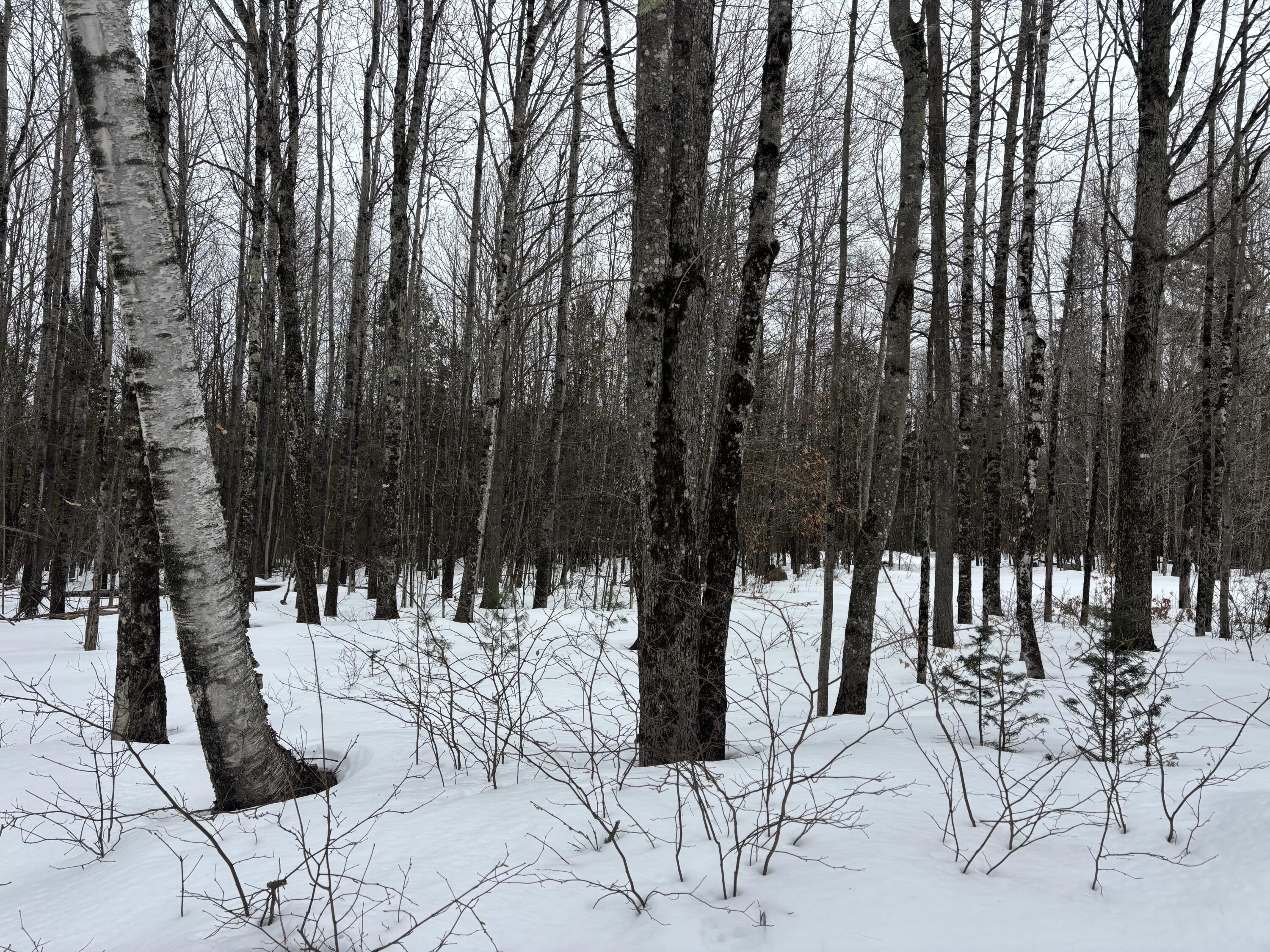 465 Powers Road Pittsfield, ME 04967 - Photo 19 of 40 IMG_6552