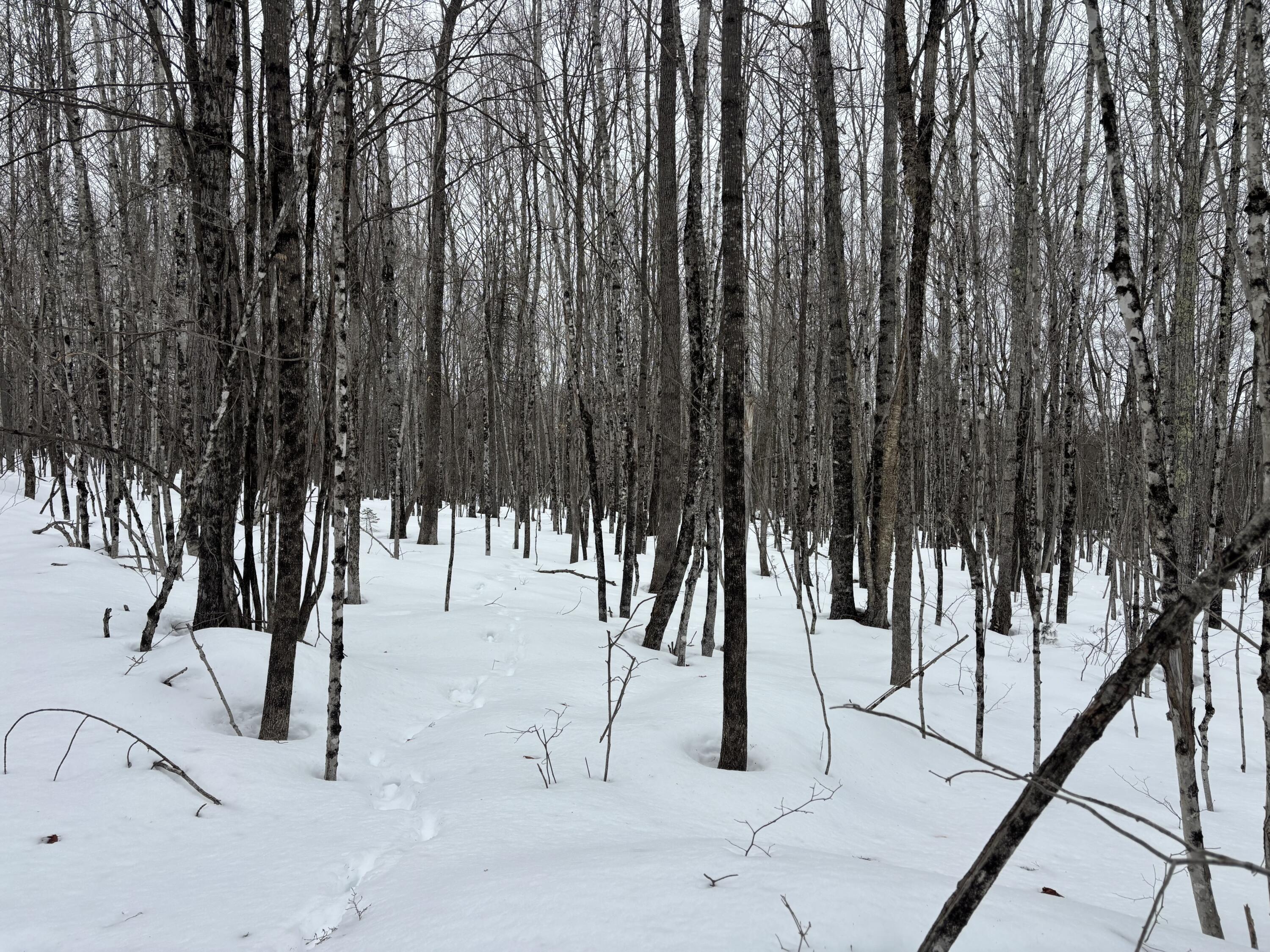 465 Powers Road Pittsfield, ME 04967 - Photo 23 of 40 IMG_6547