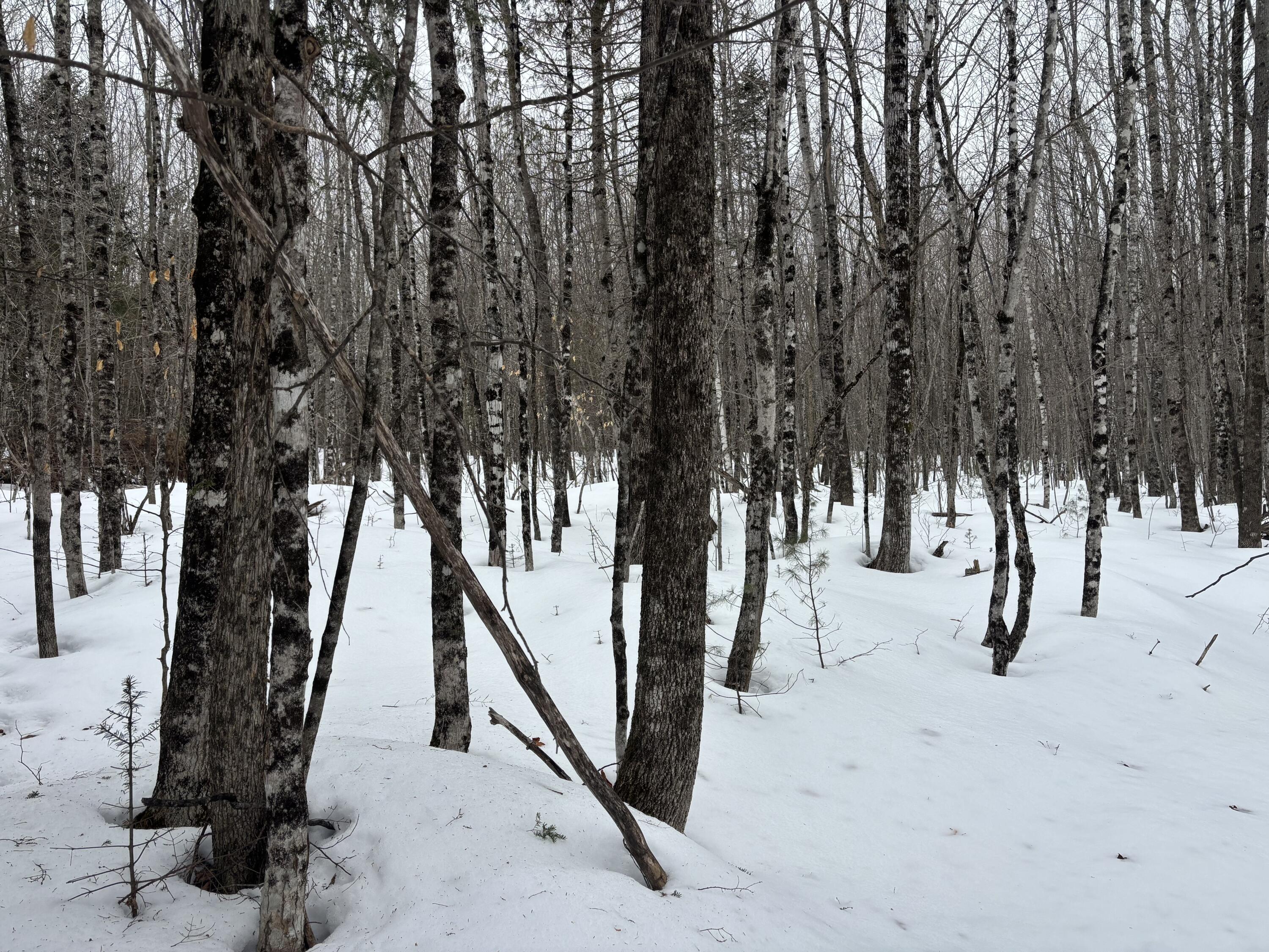 465 Powers Road Pittsfield, ME 04967 - Photo 24 of 40 IMG_6546