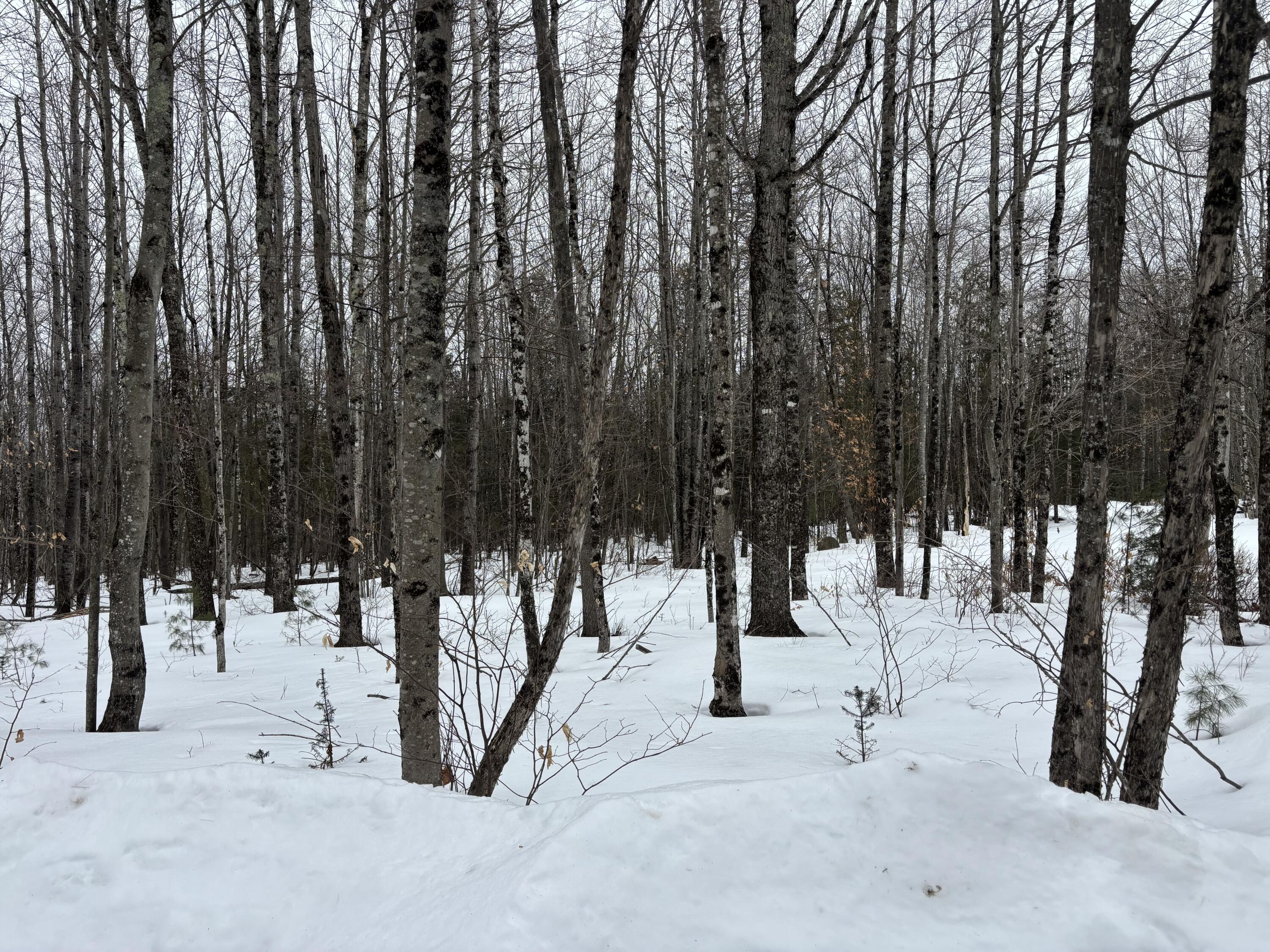 465 Powers Road Pittsfield, ME 04967 - Photo 33 of 40 IMG_6518