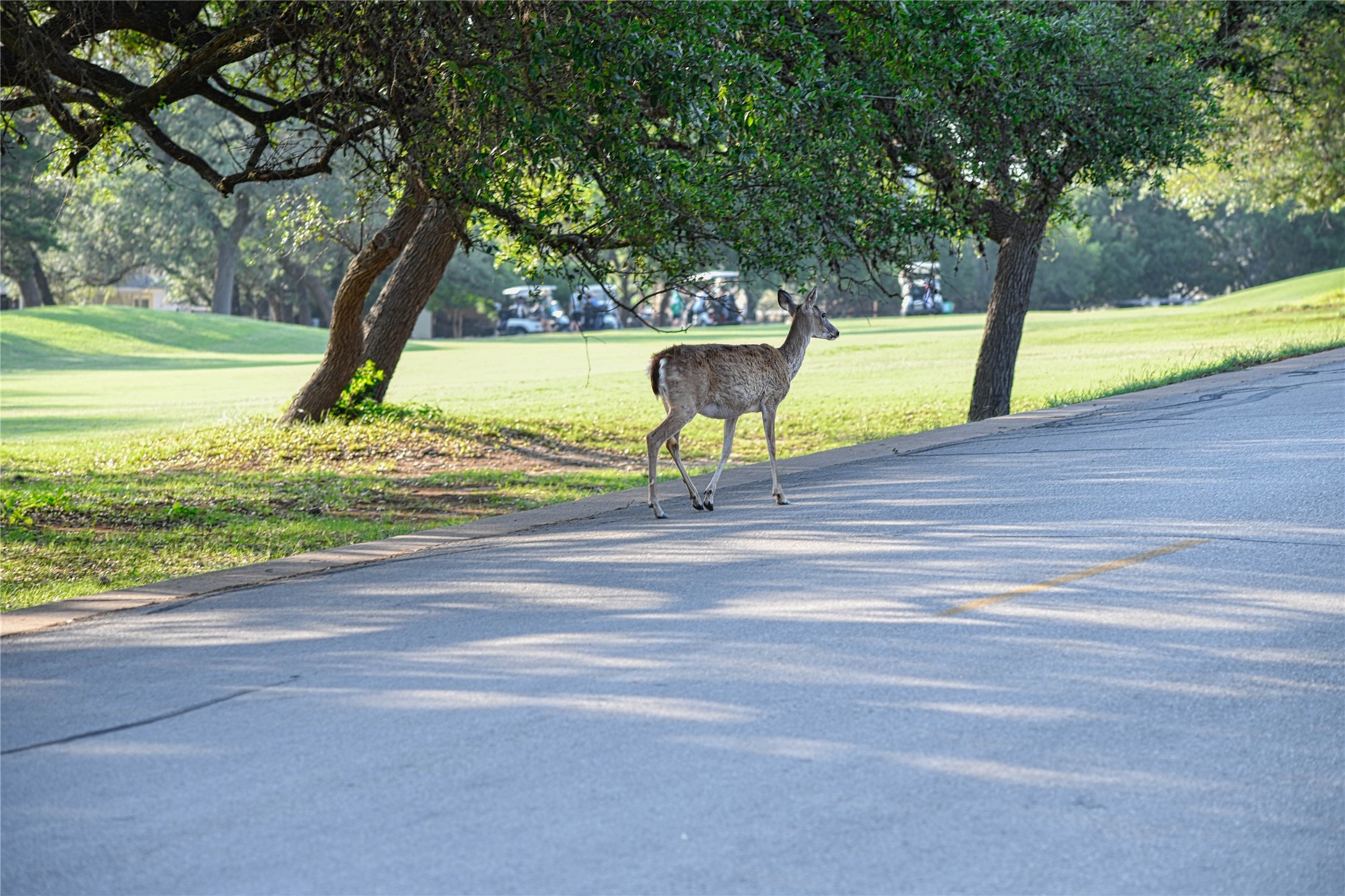 565 Demarett Drive Point Venture, TX 78645 - Photo 45 of 46 a view of a swimming pool with a patio and a yard