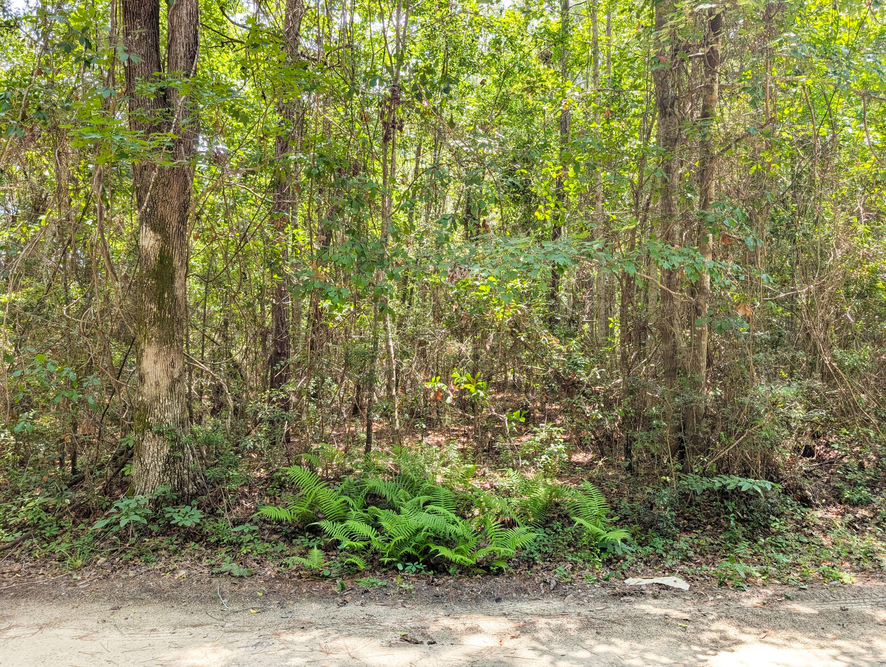 1871 Bellfield Road McClellanville, SC 29458 - Photo 8 of 9 Frontage