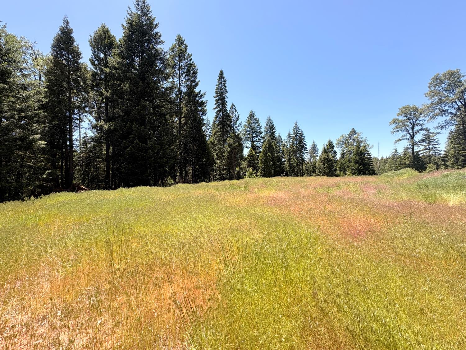 14666 Woolford Mill Road Nevada City, CA 95959 - Photo 6 of 12 a view of a swimming pool and trees in the background