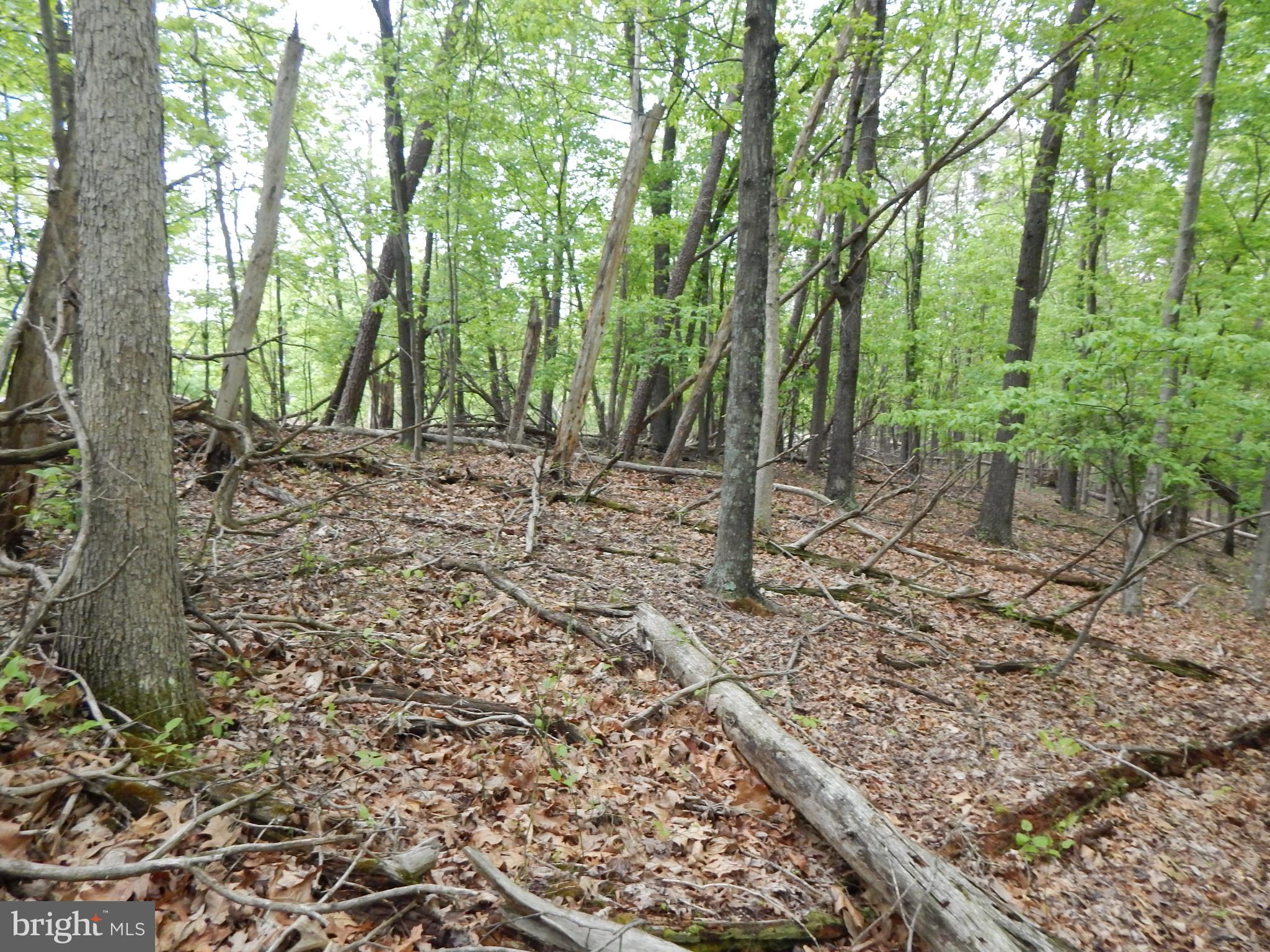 Plum Tree Lane Berkeley Springs, WV 25411 - Photo 11 of 51 a view of a forest with trees