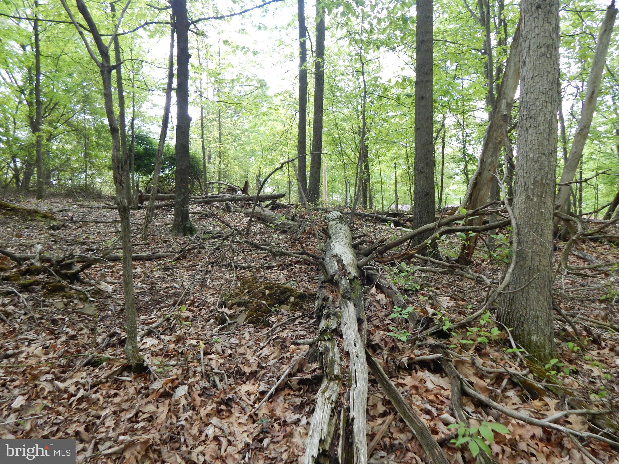 Plum Tree Lane Berkeley Springs, WV 25411 - Photo 12 of 51 a view of a forest with trees in the background