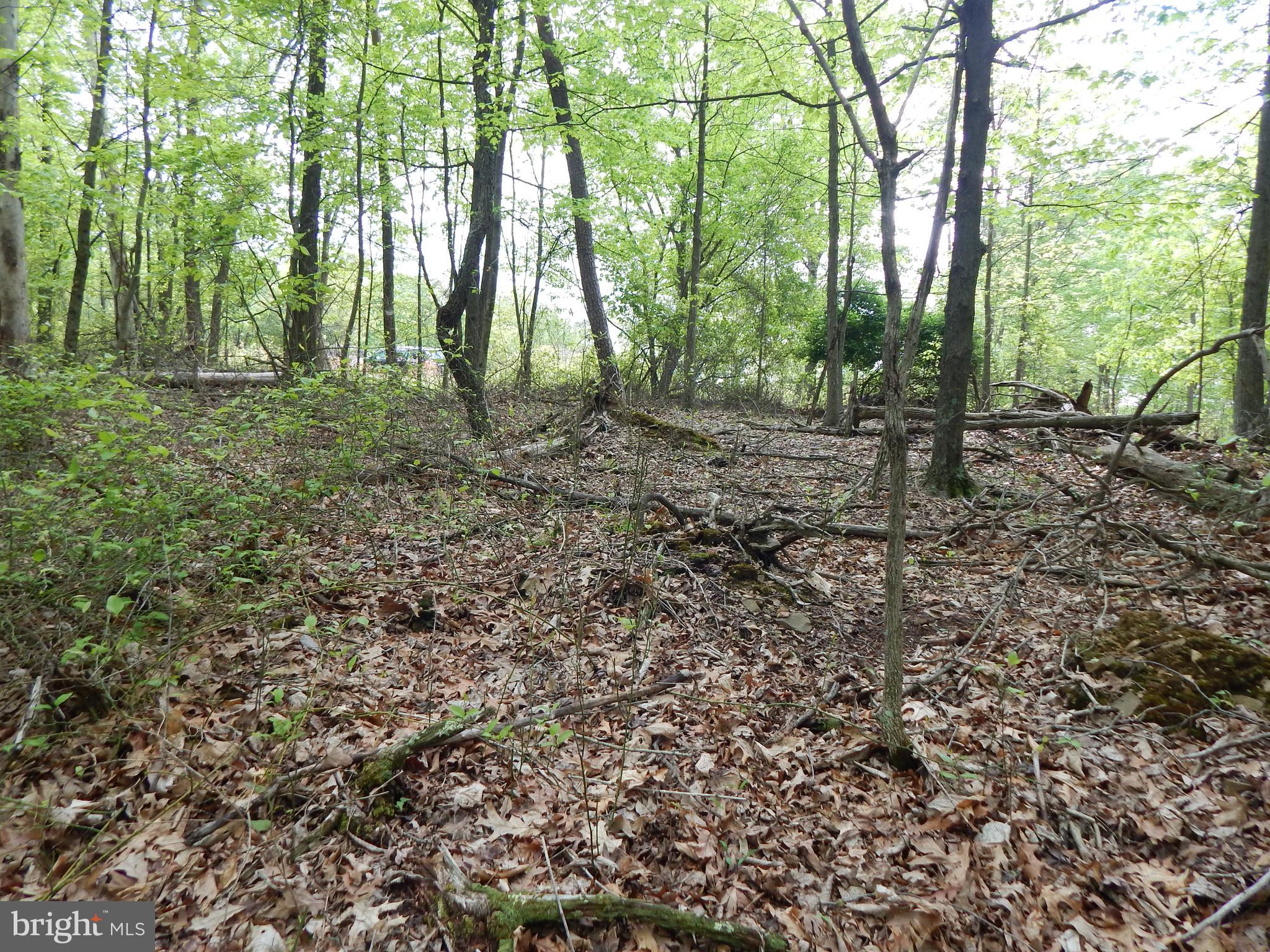 Plum Tree Lane Berkeley Springs, WV 25411 - Photo 13 of 51 a view of outdoor space with trees