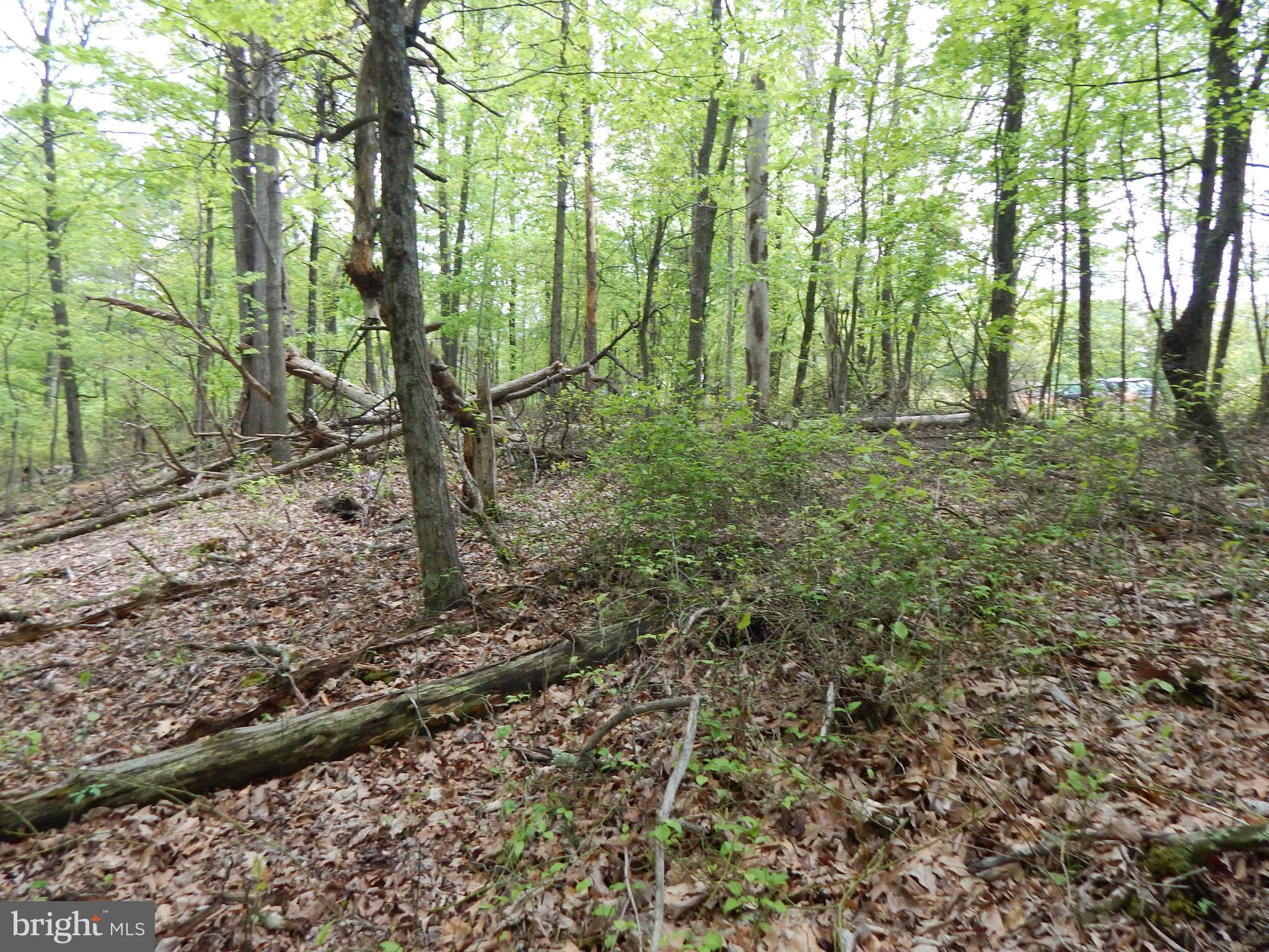Plum Tree Lane Berkeley Springs, WV 25411 - Photo 14 of 51 a view of outdoor space and trees