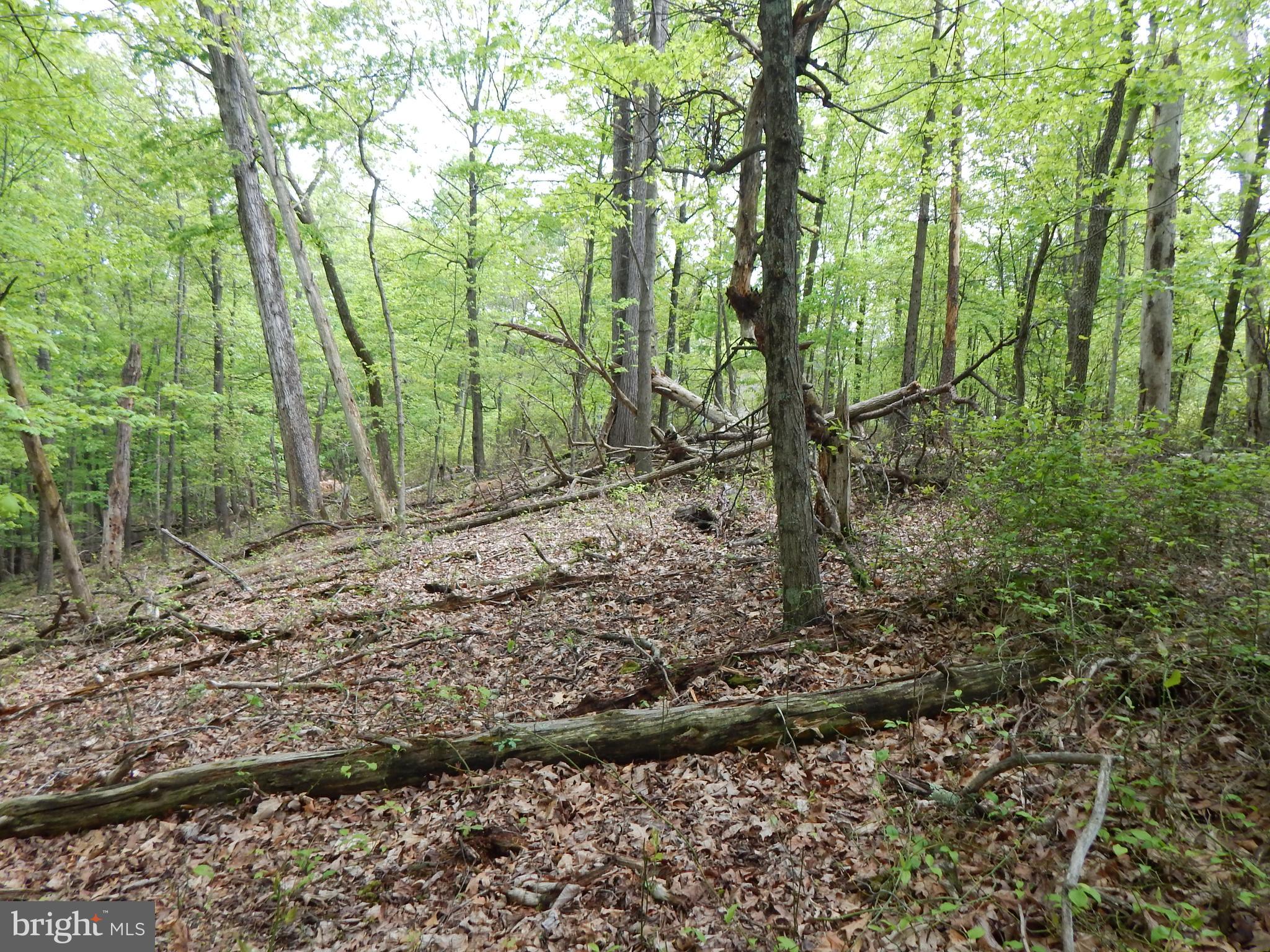 Plum Tree Lane Berkeley Springs, WV 25411 - Photo 15 of 51 a view of a forest with trees