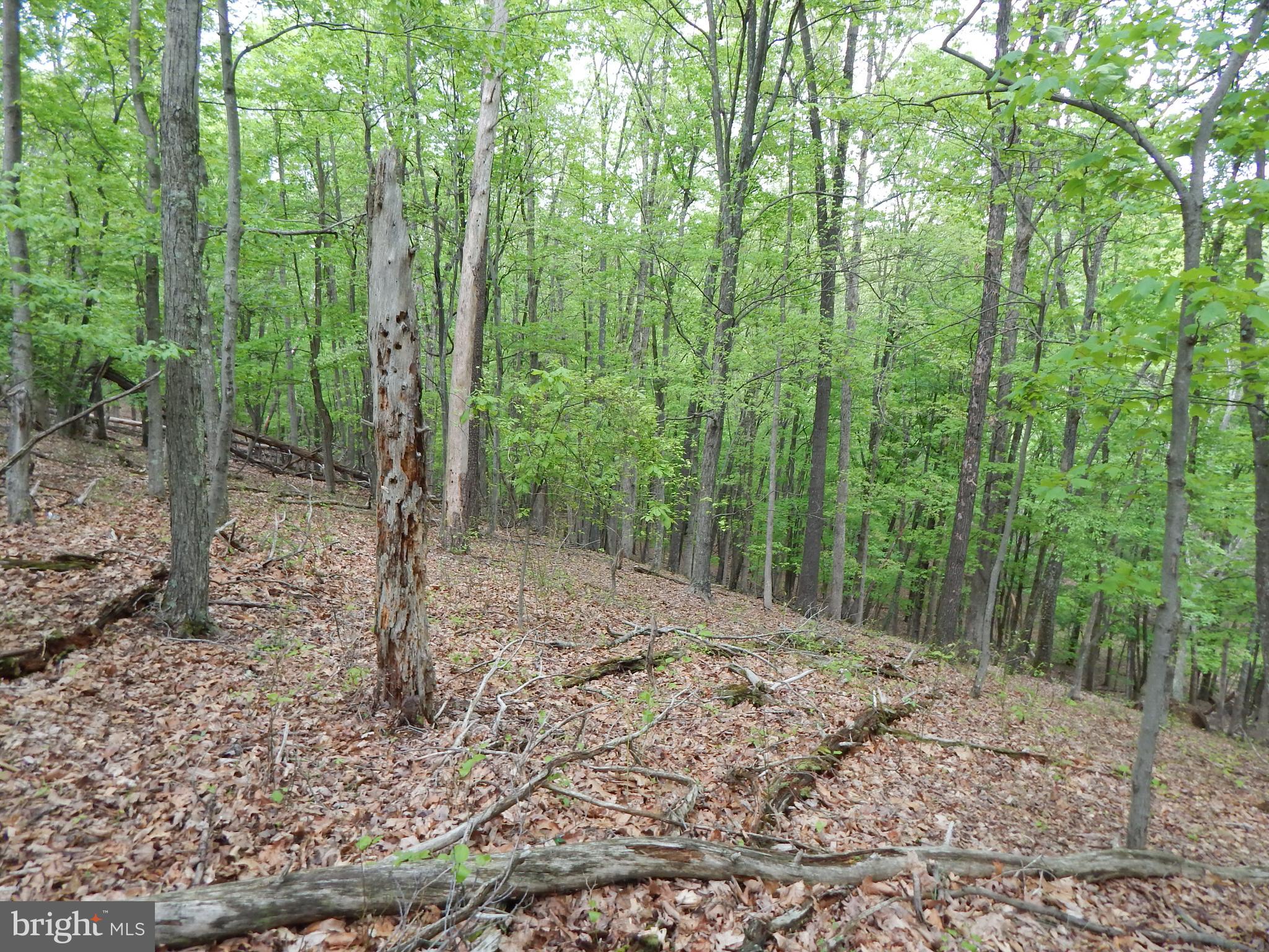 Plum Tree Lane Berkeley Springs, WV 25411 - Photo 16 of 51 a view of a forest filled with trees