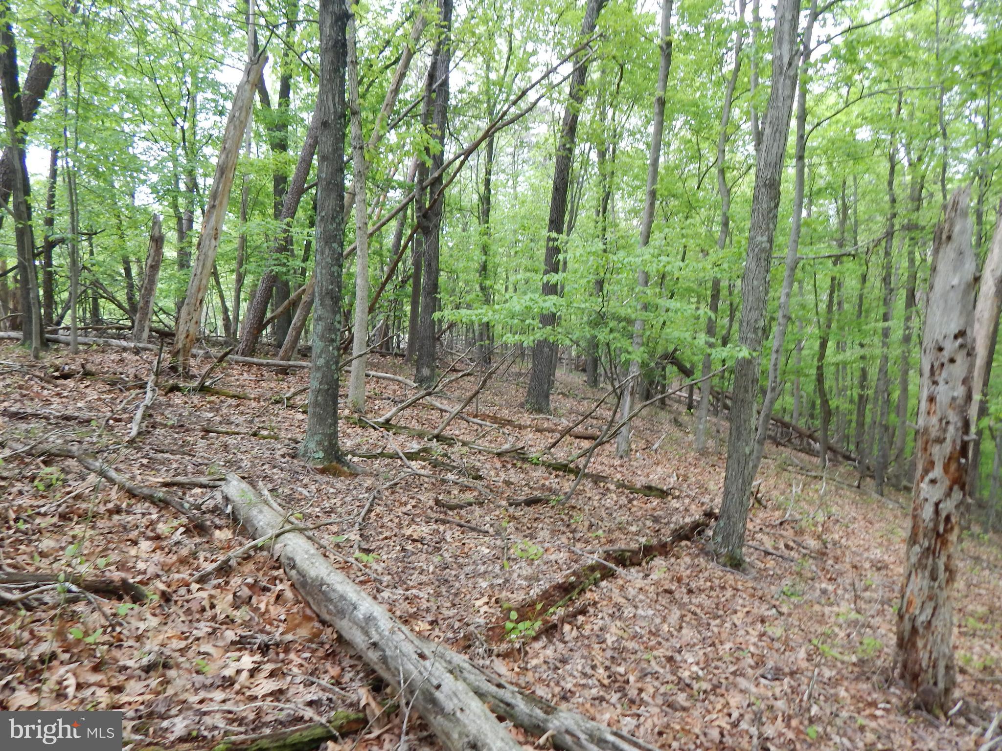 Plum Tree Lane Berkeley Springs, WV 25411 - Photo 17 of 51 a view of outdoor space