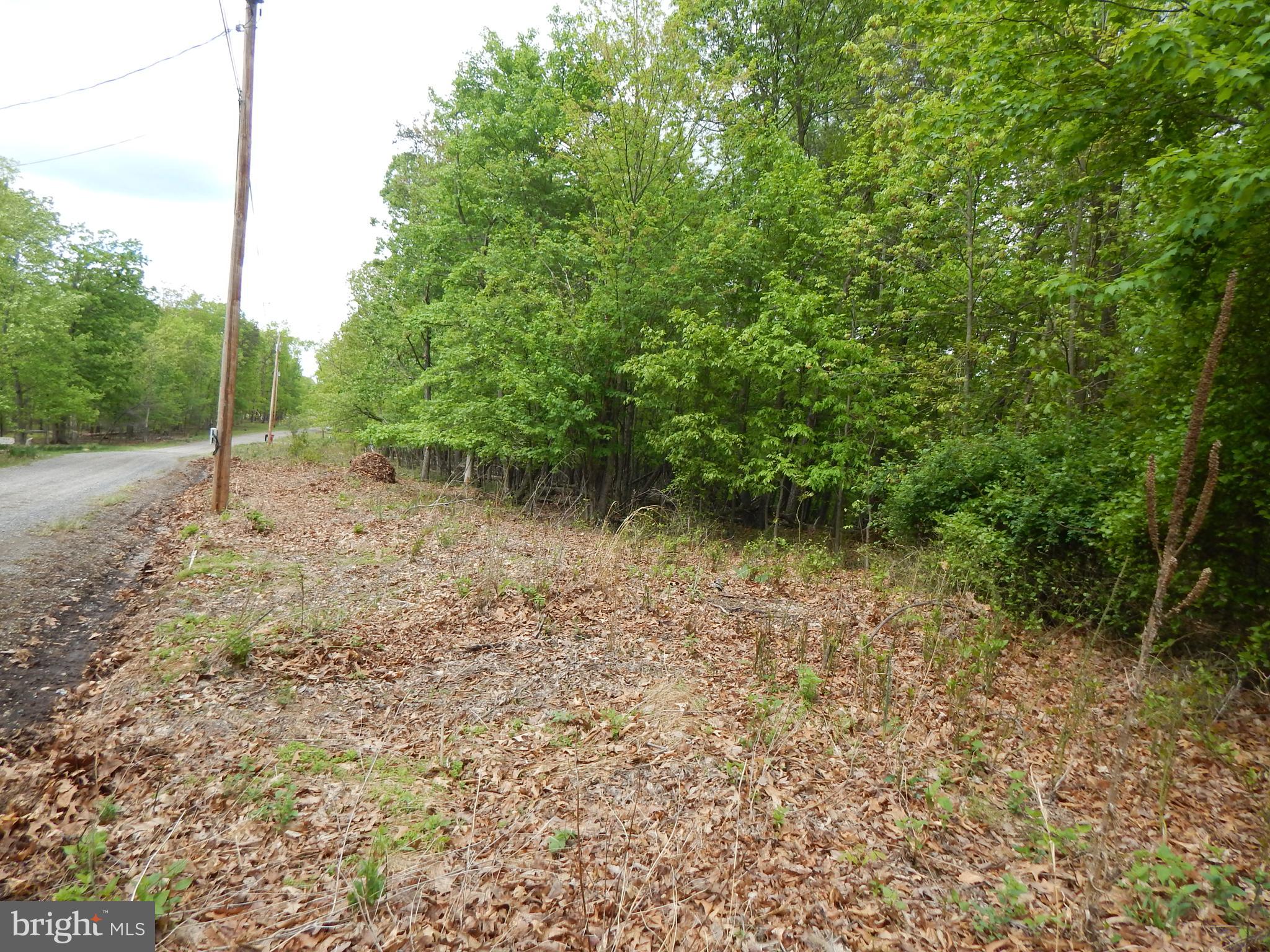 Plum Tree Lane Berkeley Springs, WV 25411 - Photo 18 of 51 a view of a forest with trees