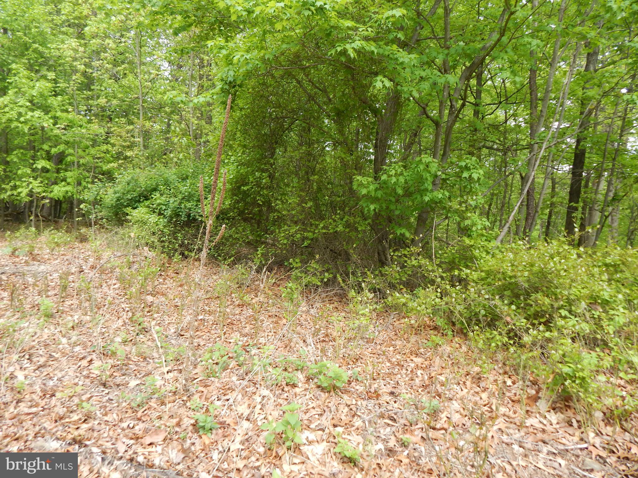 Plum Tree Lane Berkeley Springs, WV 25411 - Photo 19 of 51 a view of a yard with a tree