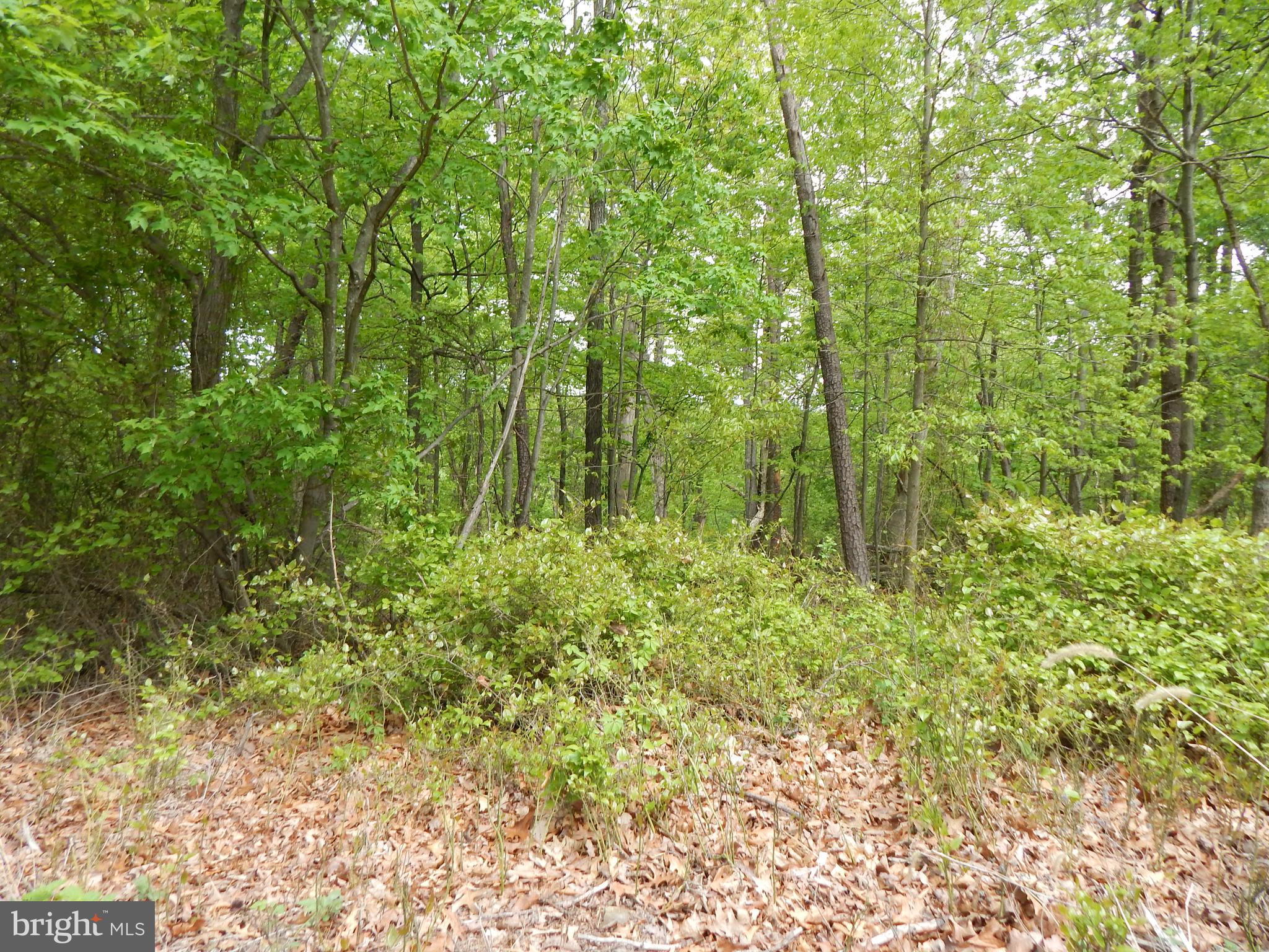 Plum Tree Lane Berkeley Springs, WV 25411 - Photo 20 of 51 a backyard of a house with lots of plants and large trees