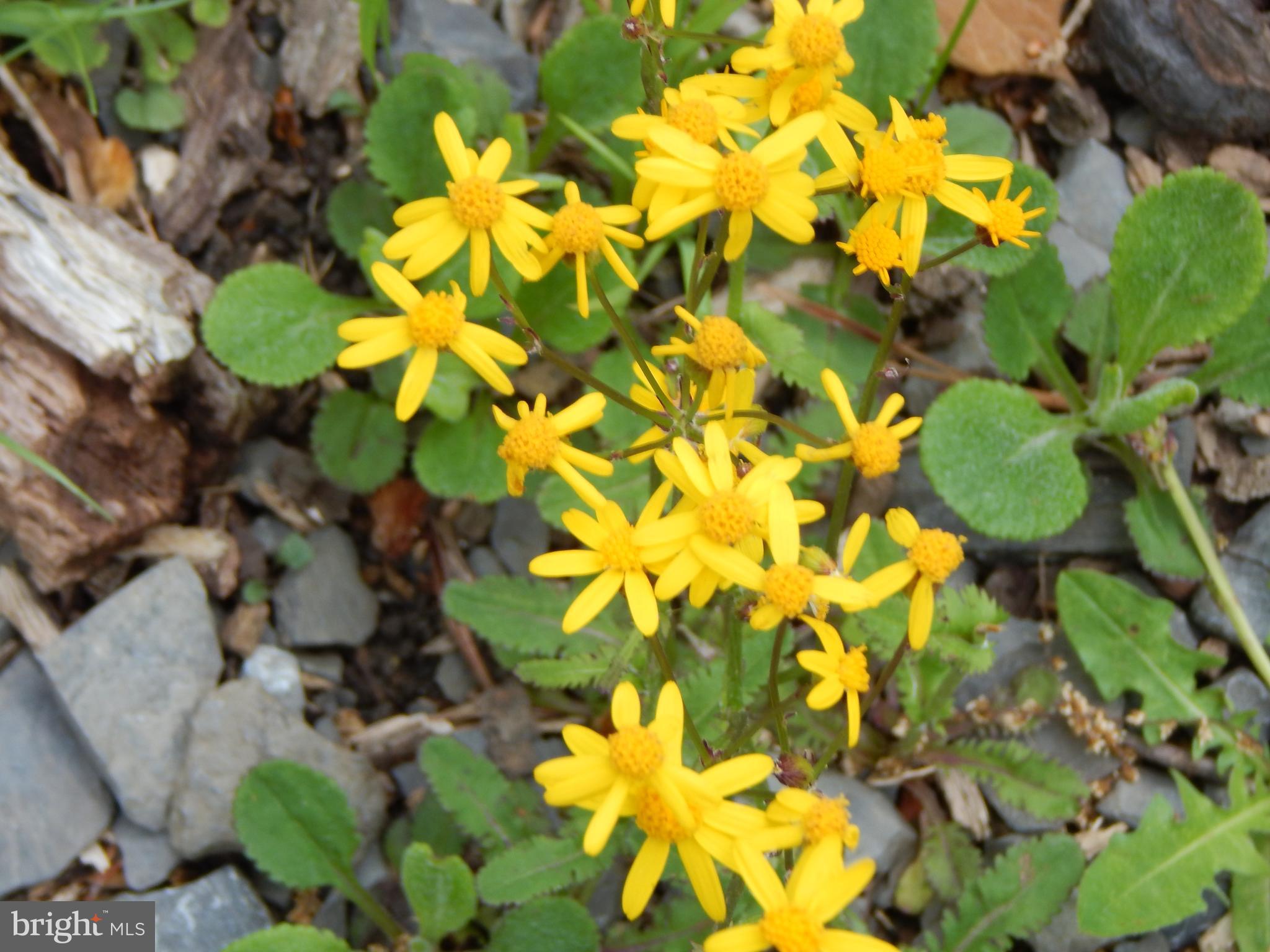 Plum Tree Lane Berkeley Springs, WV 25411 - Photo 39 of 51