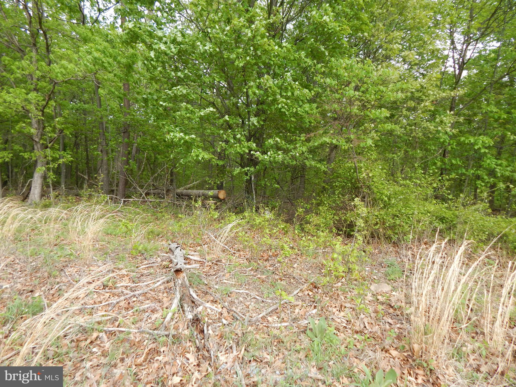 Plum Tree Lane Berkeley Springs, WV 25411 - Photo 4 of 51 a view of a lake view