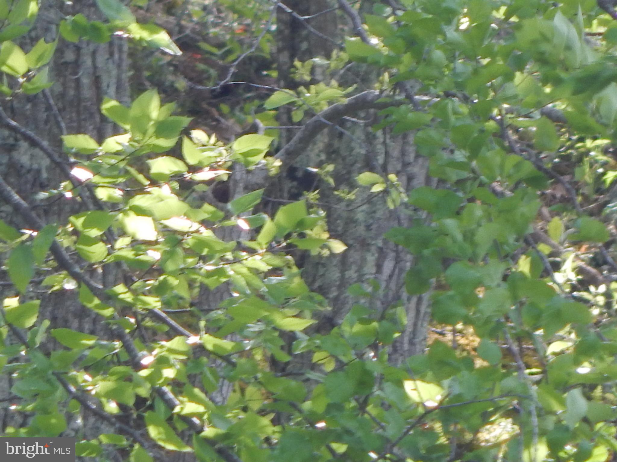 Plum Tree Lane Berkeley Springs, WV 25411 - Photo 43 of 51