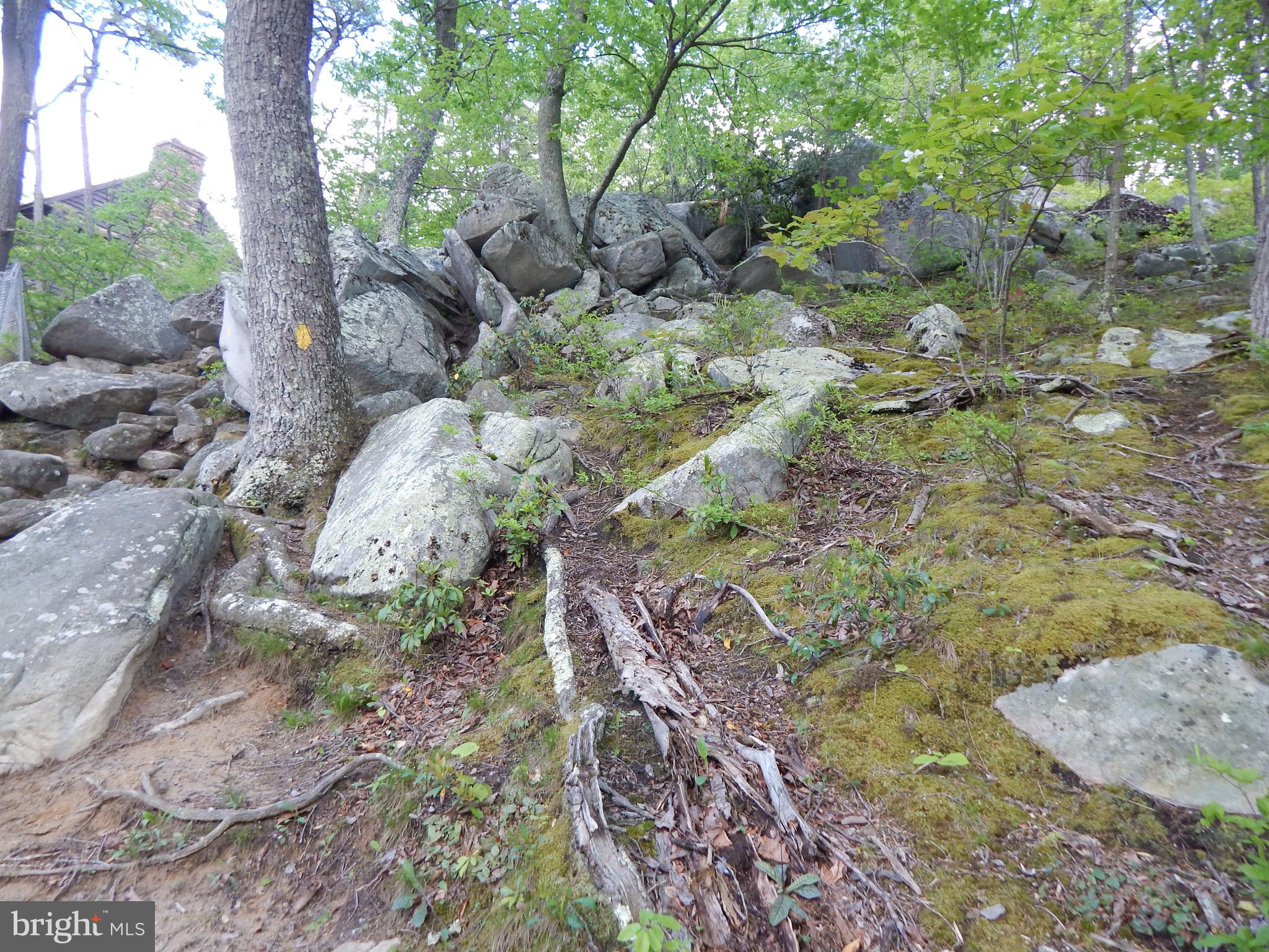 Plum Tree Lane Berkeley Springs, WV 25411 - Photo 49 of 51 a view of a yard with large trees