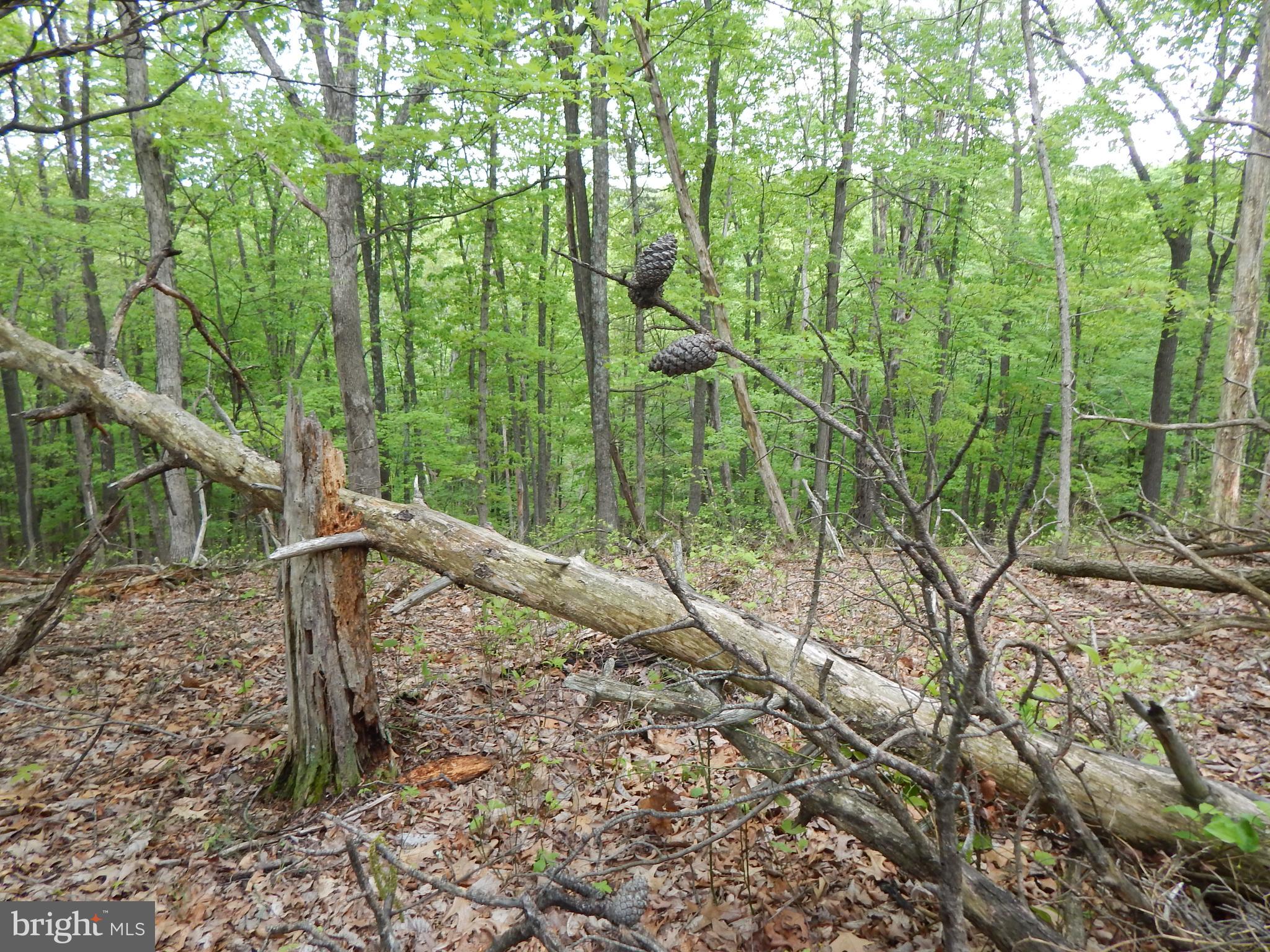 Plum Tree Lane Berkeley Springs, WV 25411 - Photo 6 of 51 a view of outdoor space