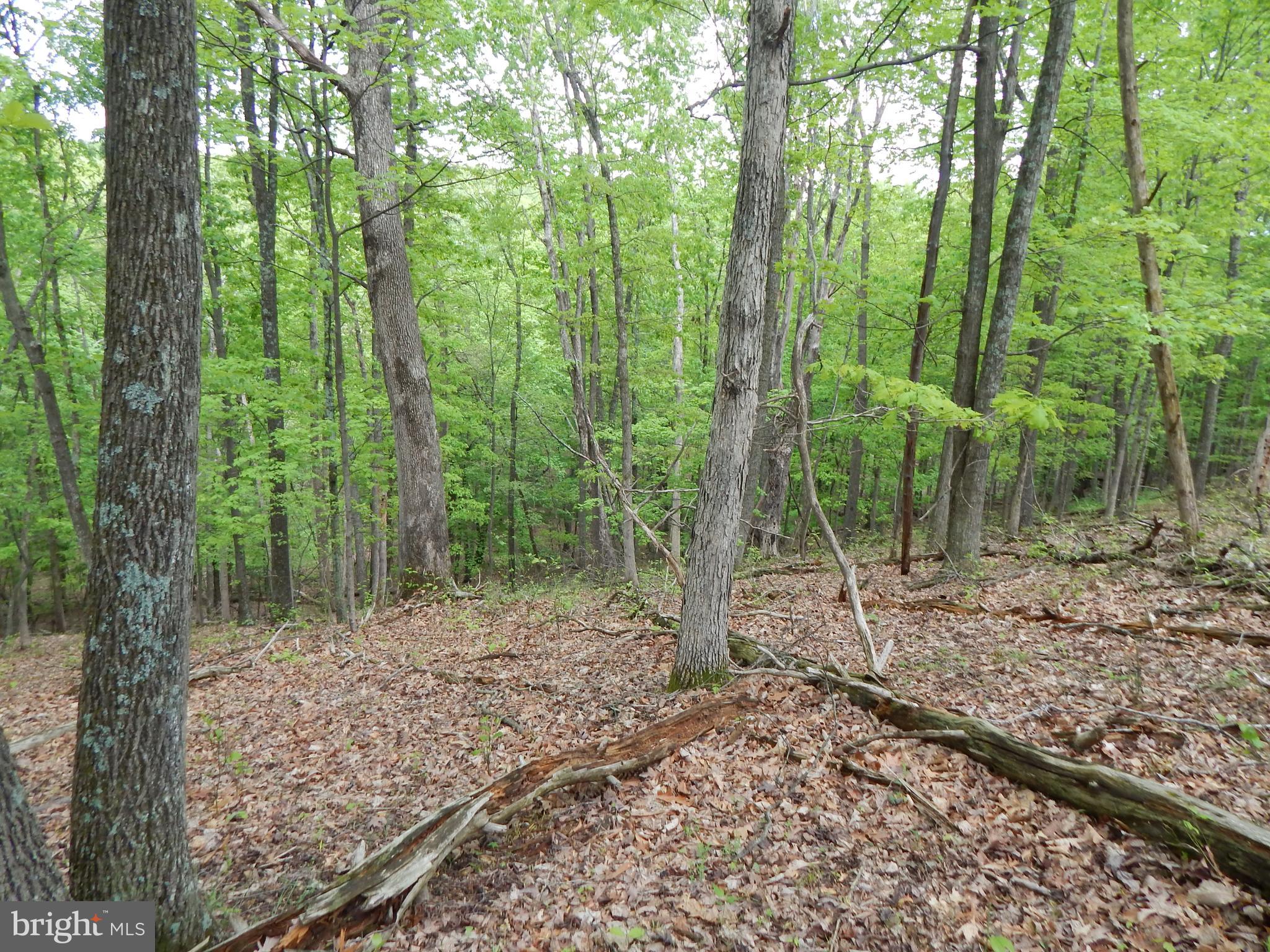 Plum Tree Lane Berkeley Springs, WV 25411 - Photo 7 of 51 a view of a forest that has large trees