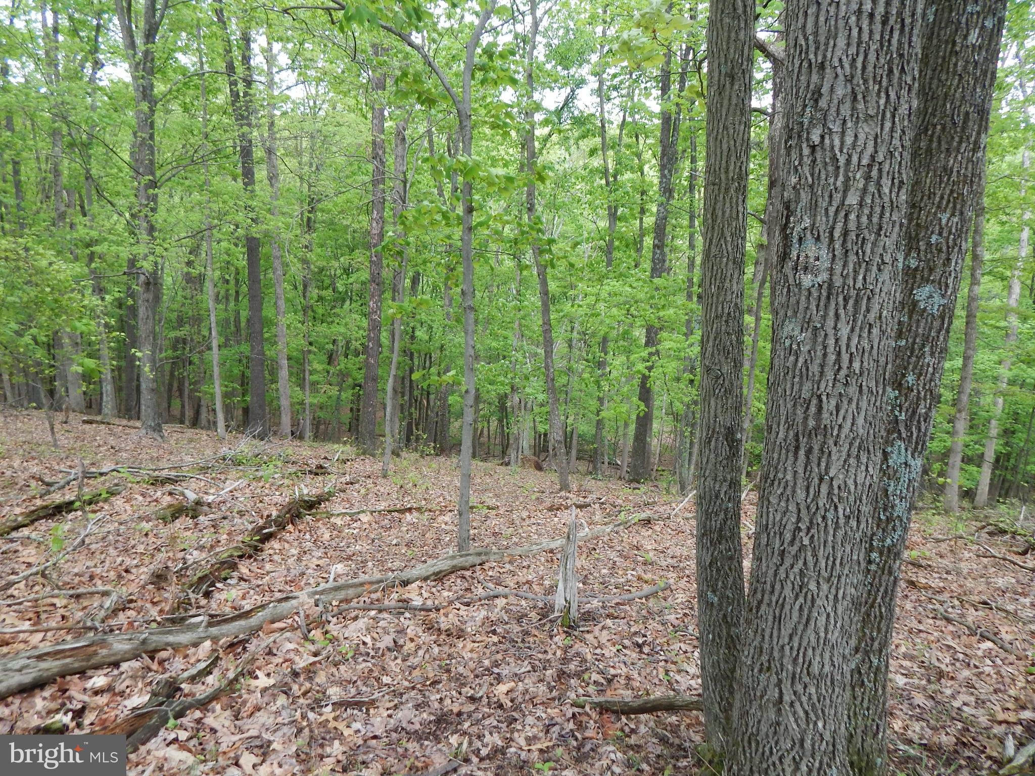 Plum Tree Lane Berkeley Springs, WV 25411 - Photo 8 of 51 a view of a forest with trees