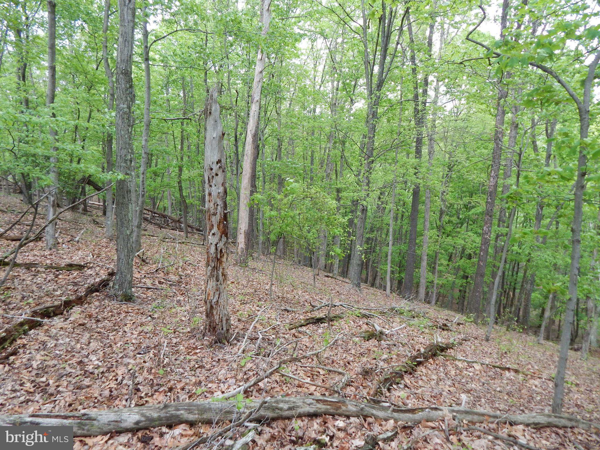 Plum Tree Lane Berkeley Springs, WV 25411 - Photo 9 of 51 a view of a forest with trees