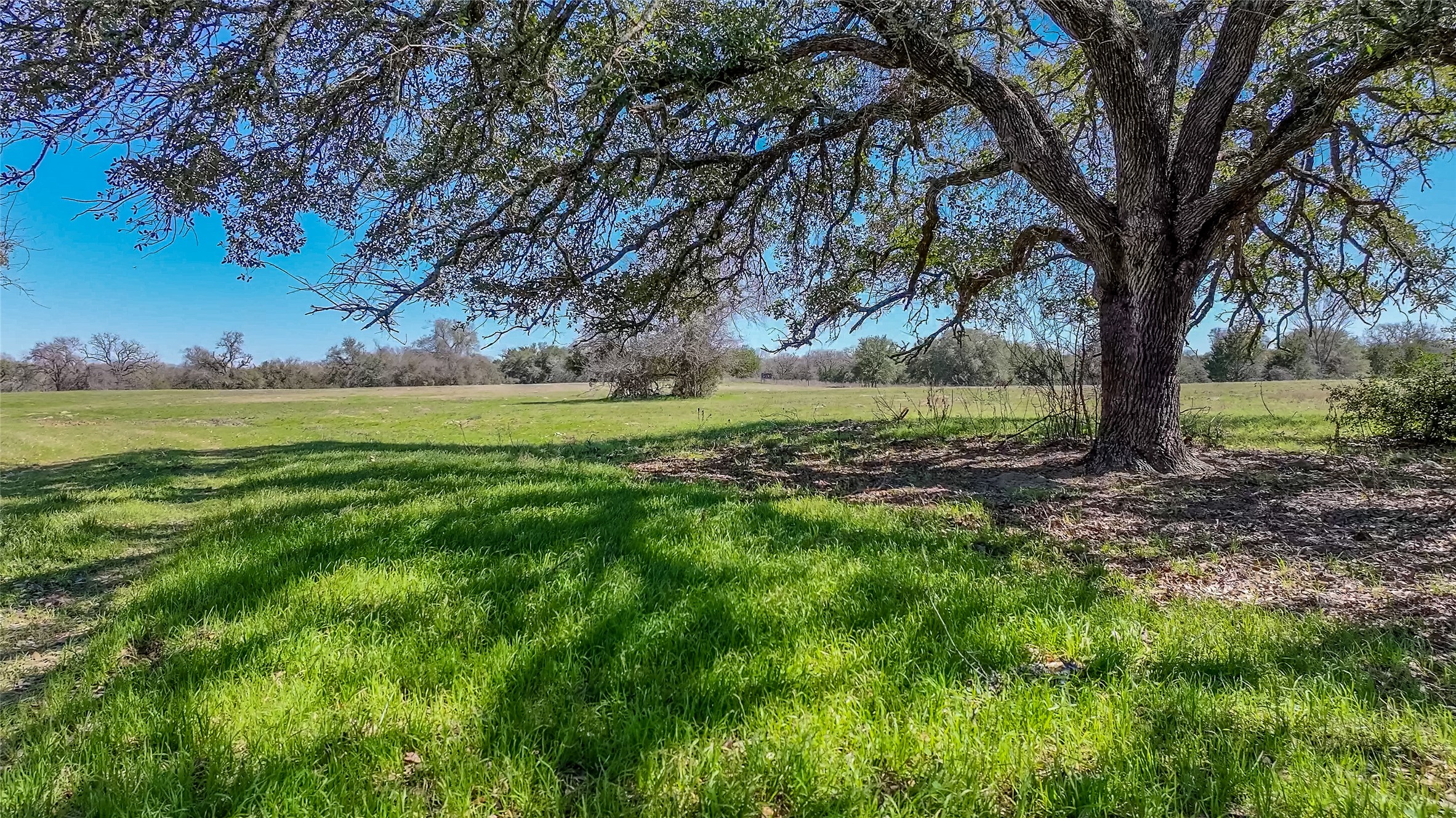 3817 Fm 154 Road Muldoon, TX 78949 - Photo 11 of 13 A sprawling green pasture framed by a mature shade tree, offering serene, pastoral views.