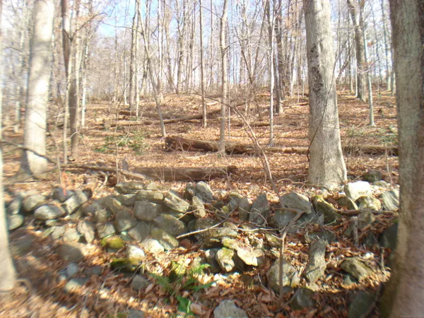 a view of lot of trees
