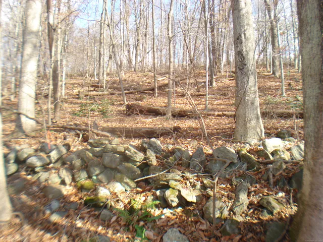 a view of lot of trees